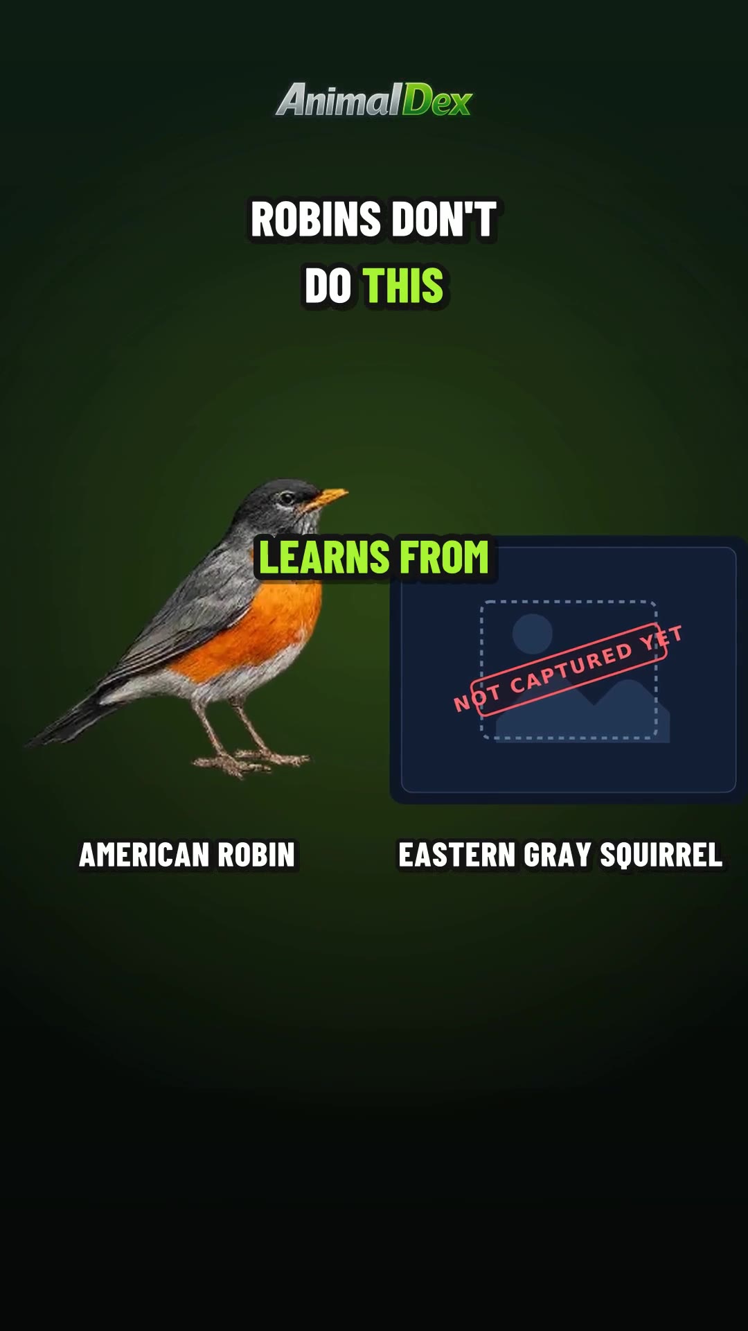 The Robin That Learned to Hide Food Like a Squirrel