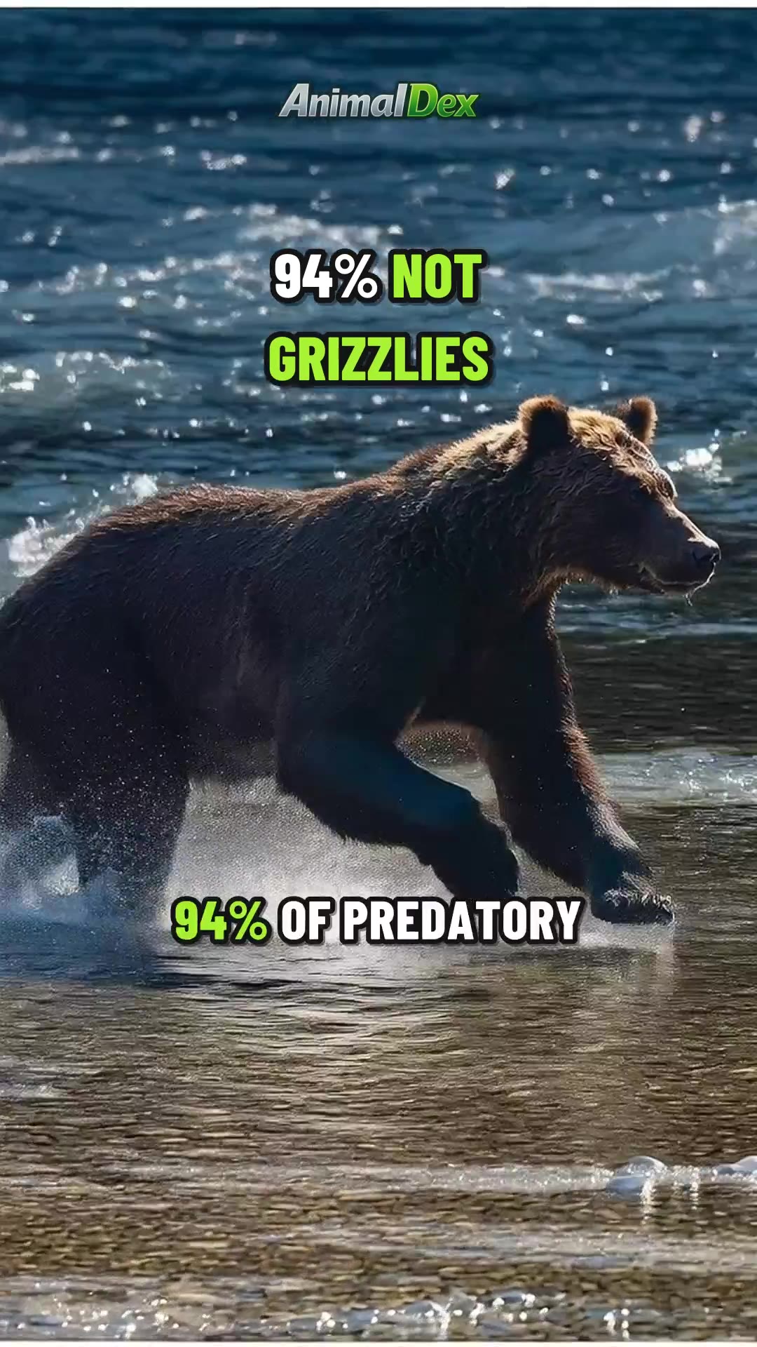 94% Not Grizzlies: The Bear Hunting People in 2026