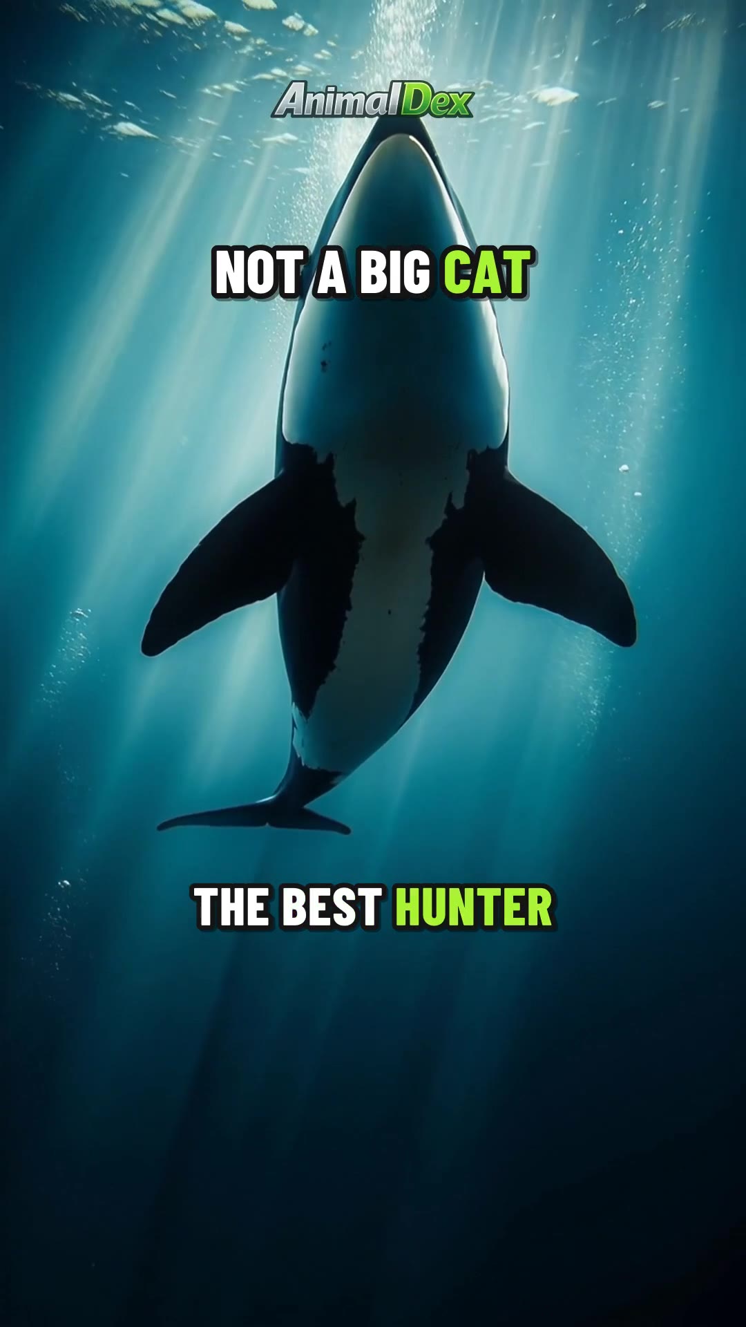 Top 5 Best Hunters in the Animal World