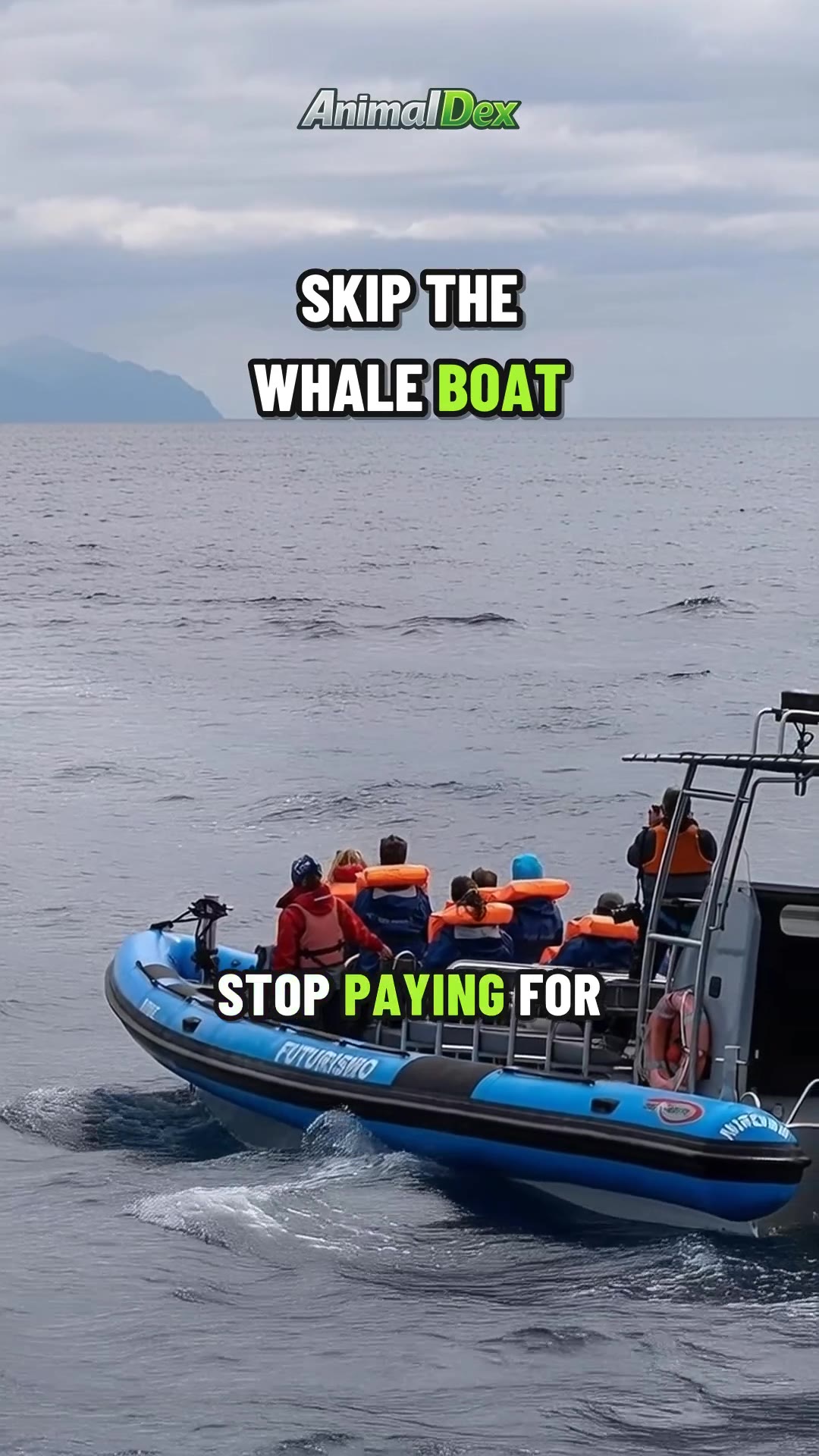 Skip the Whale Boat: The Free Wildlife Show at Your Feet