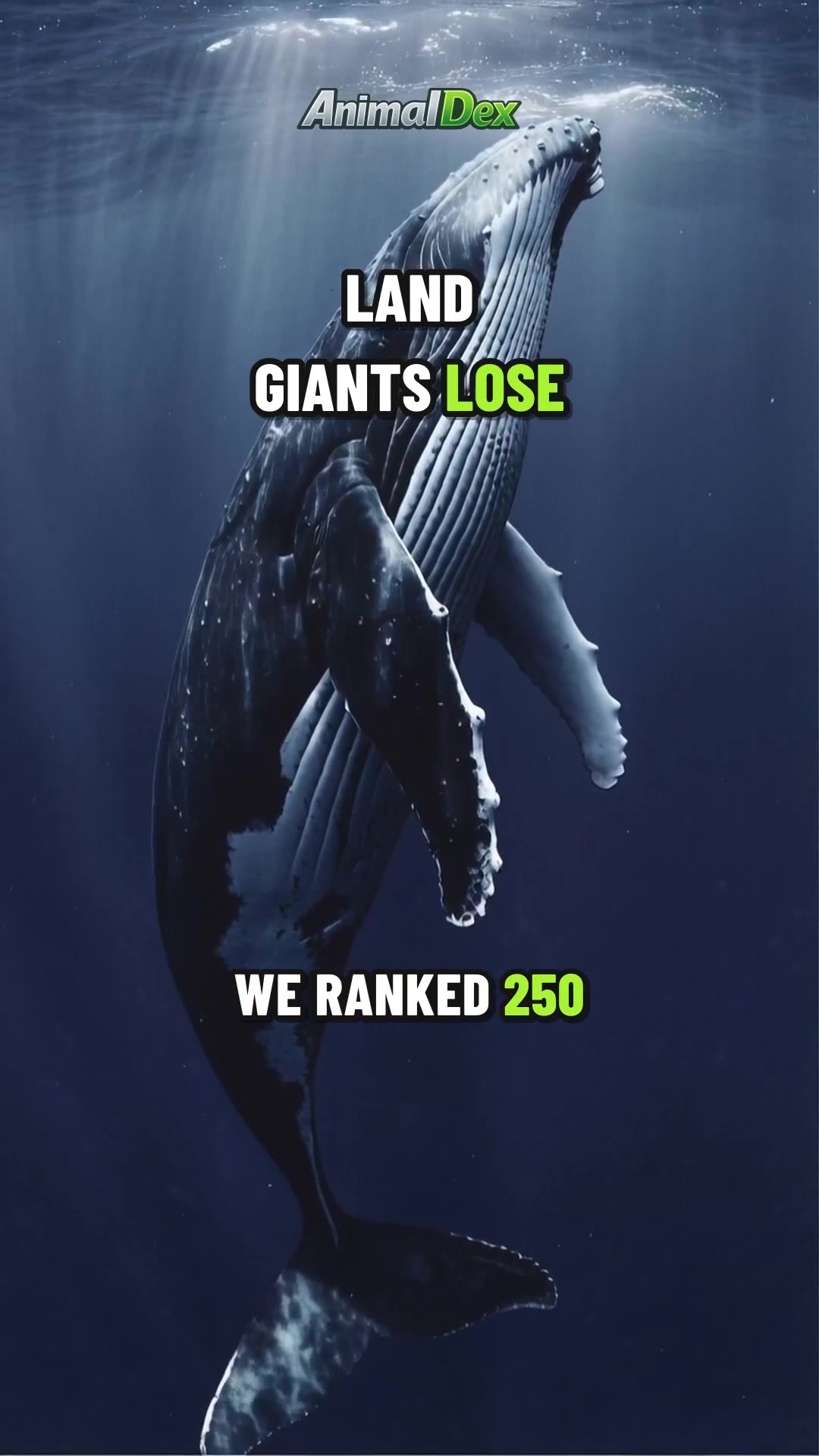 Biggest Animals in the World: Top 5 Countdown