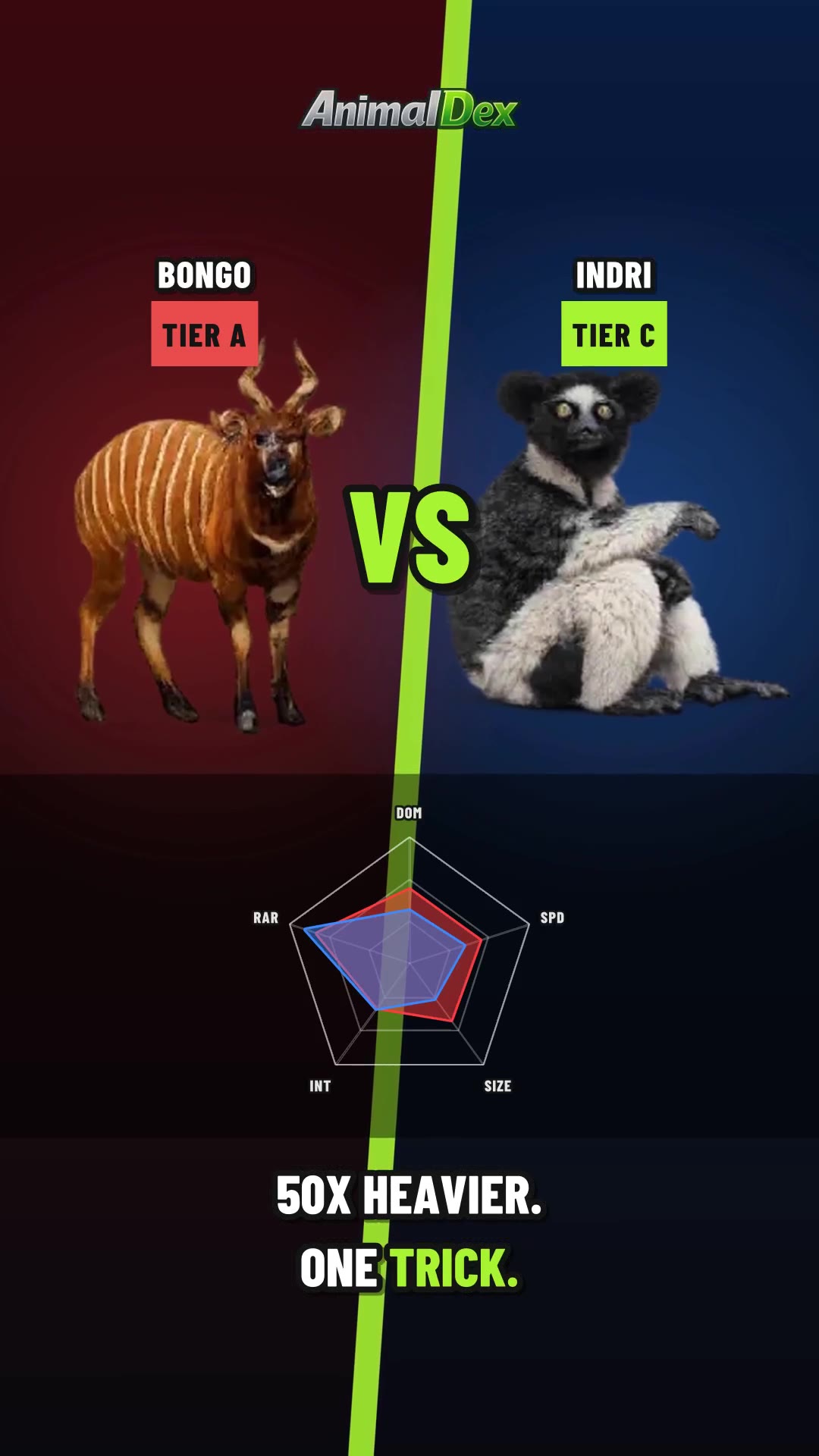 Bongo vs Indri: 50 Times Heavier, One Escape Trick