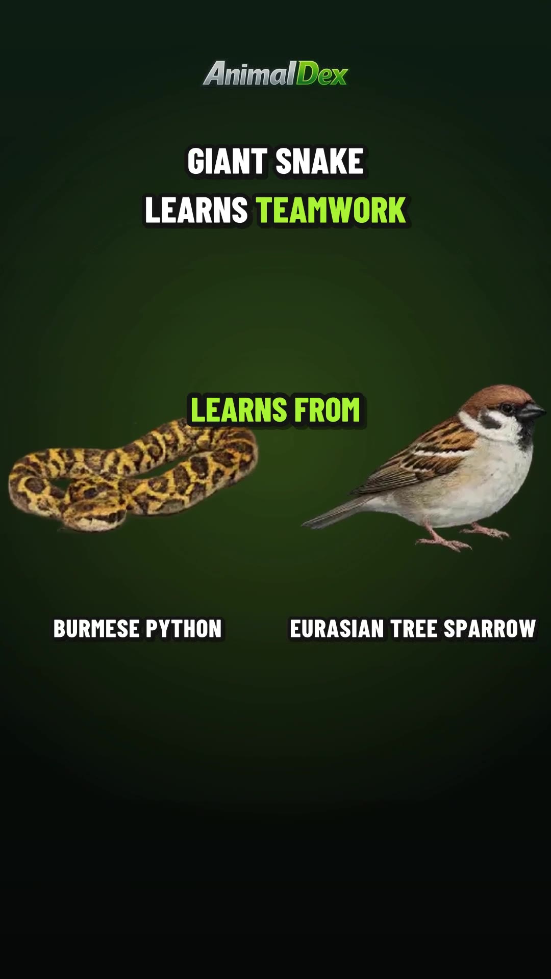 The 18-Foot Python That Learned Teamwork From a Sparrow
