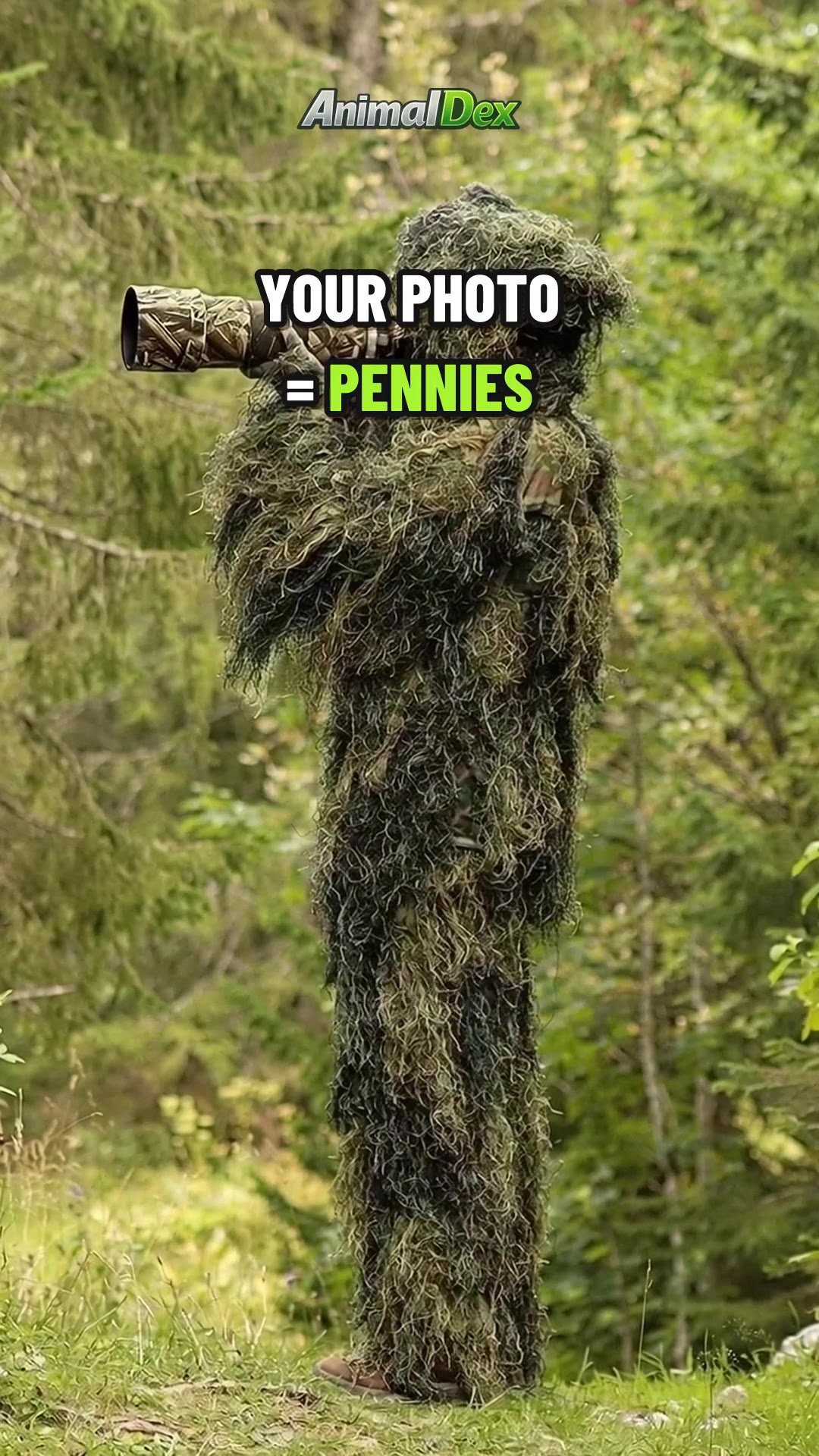 Your Wildlife Photo Is Worth Cents