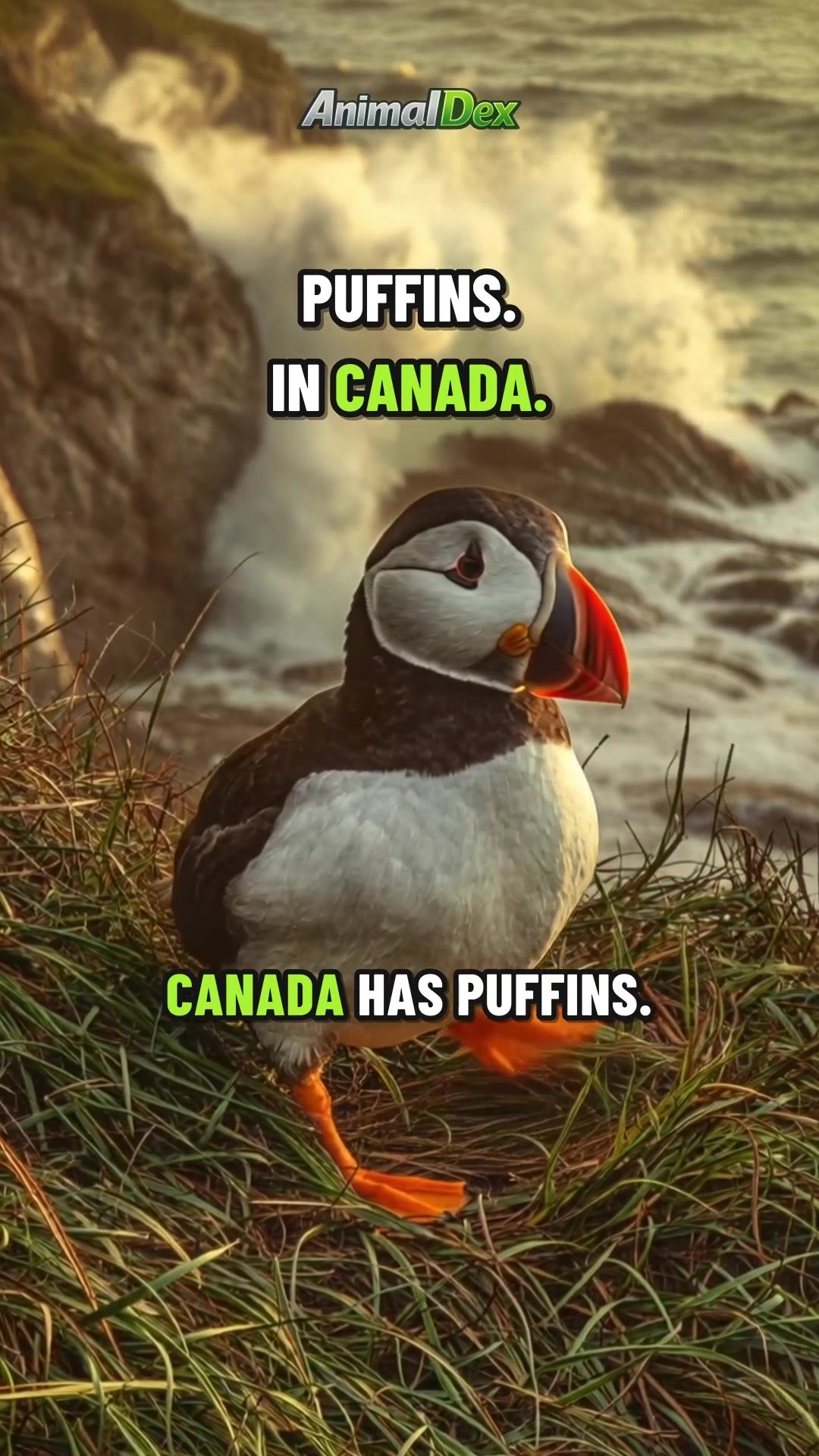 Animals in Canada: Puffins, Wolves and the Rarest One
