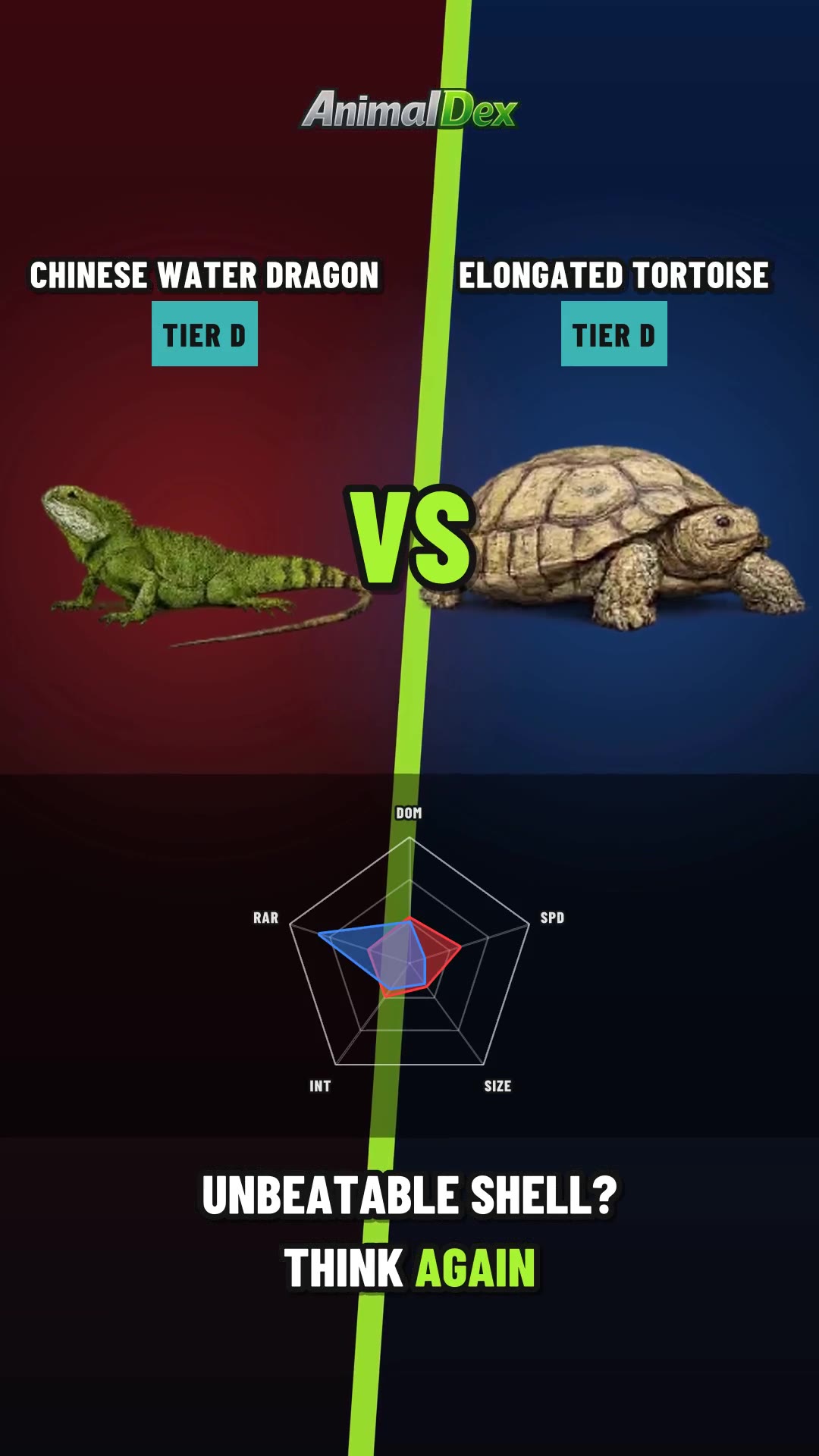 Chinese Water Dragon vs Elongated Tortoise: Speed vs Armor