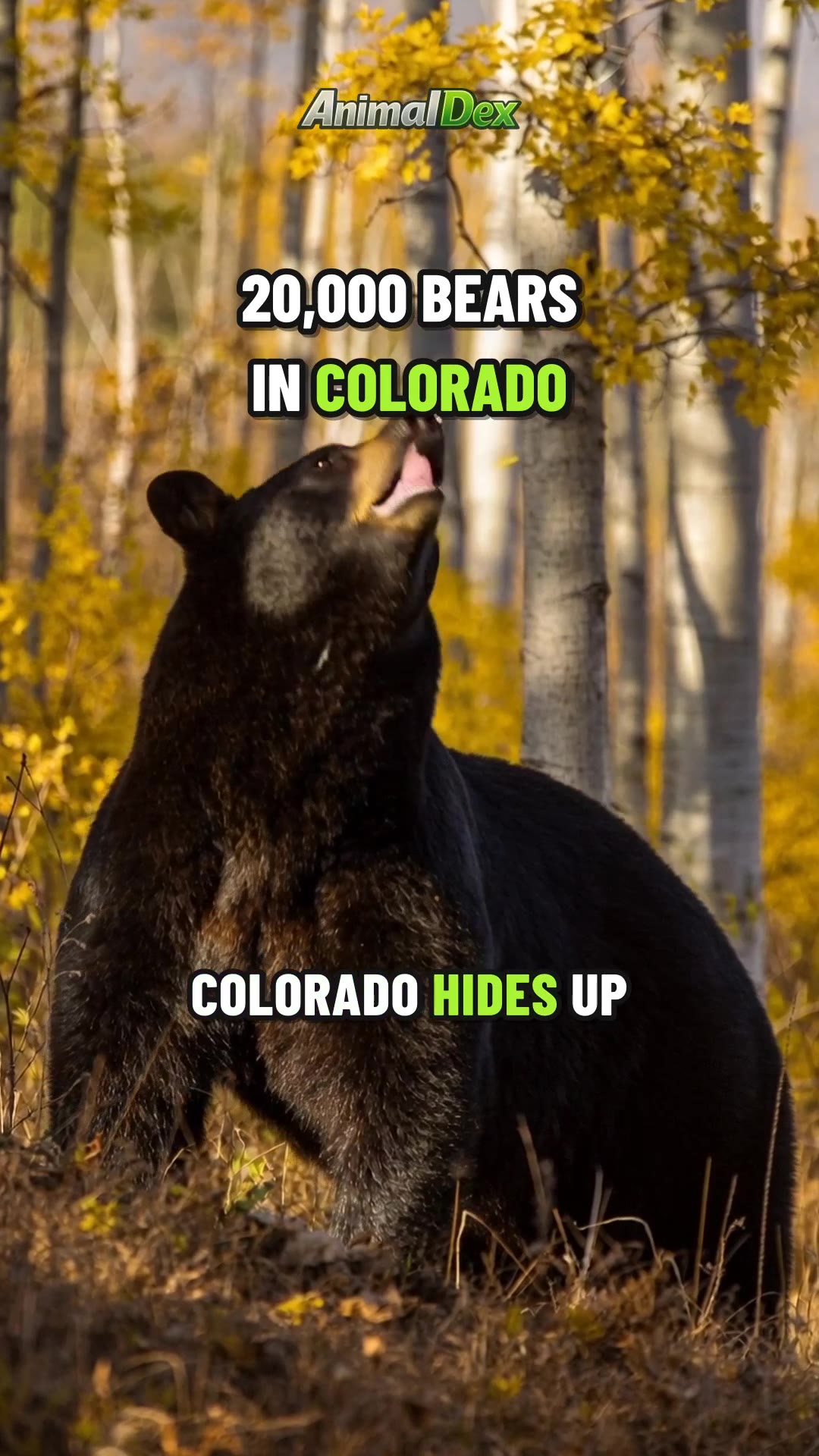 Colorado Hides 20,000 Black Bears: Where to See Its Wildlife
