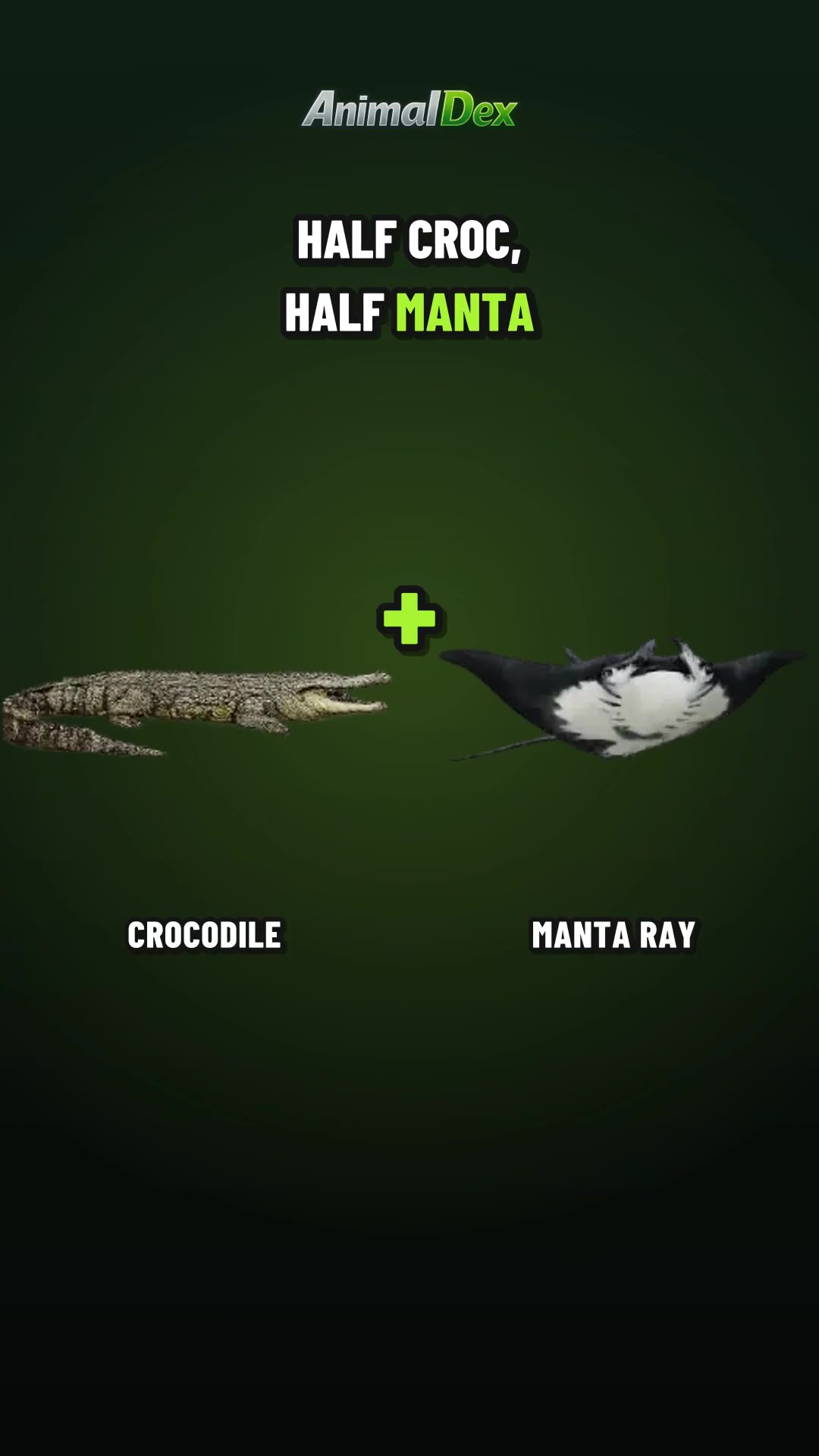 Half Crocodile, Half Manta Ray: Which Half Wins?