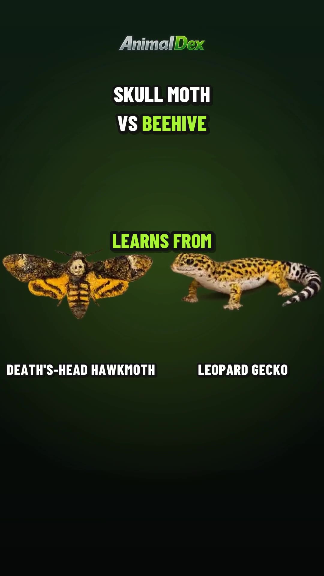 The Skull Moth That Learned to Rob Beehives at Dusk