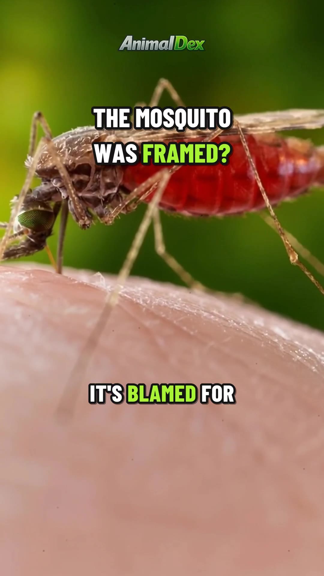 Was the Mosquito Framed? The Malaria Debate