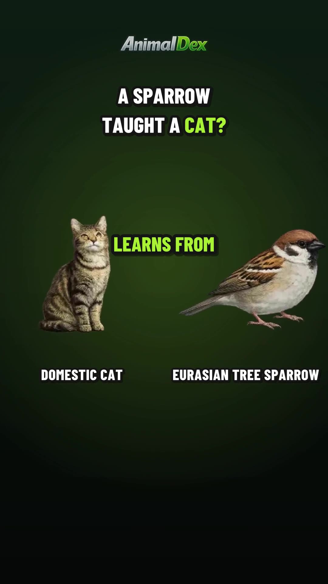 A Sparrow Taught a Cat to Watch the Crowd