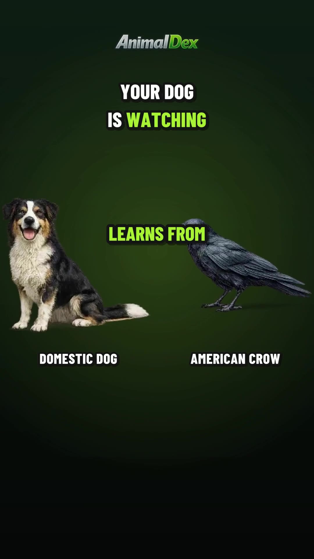 The Dog That Reads You Like a Crow