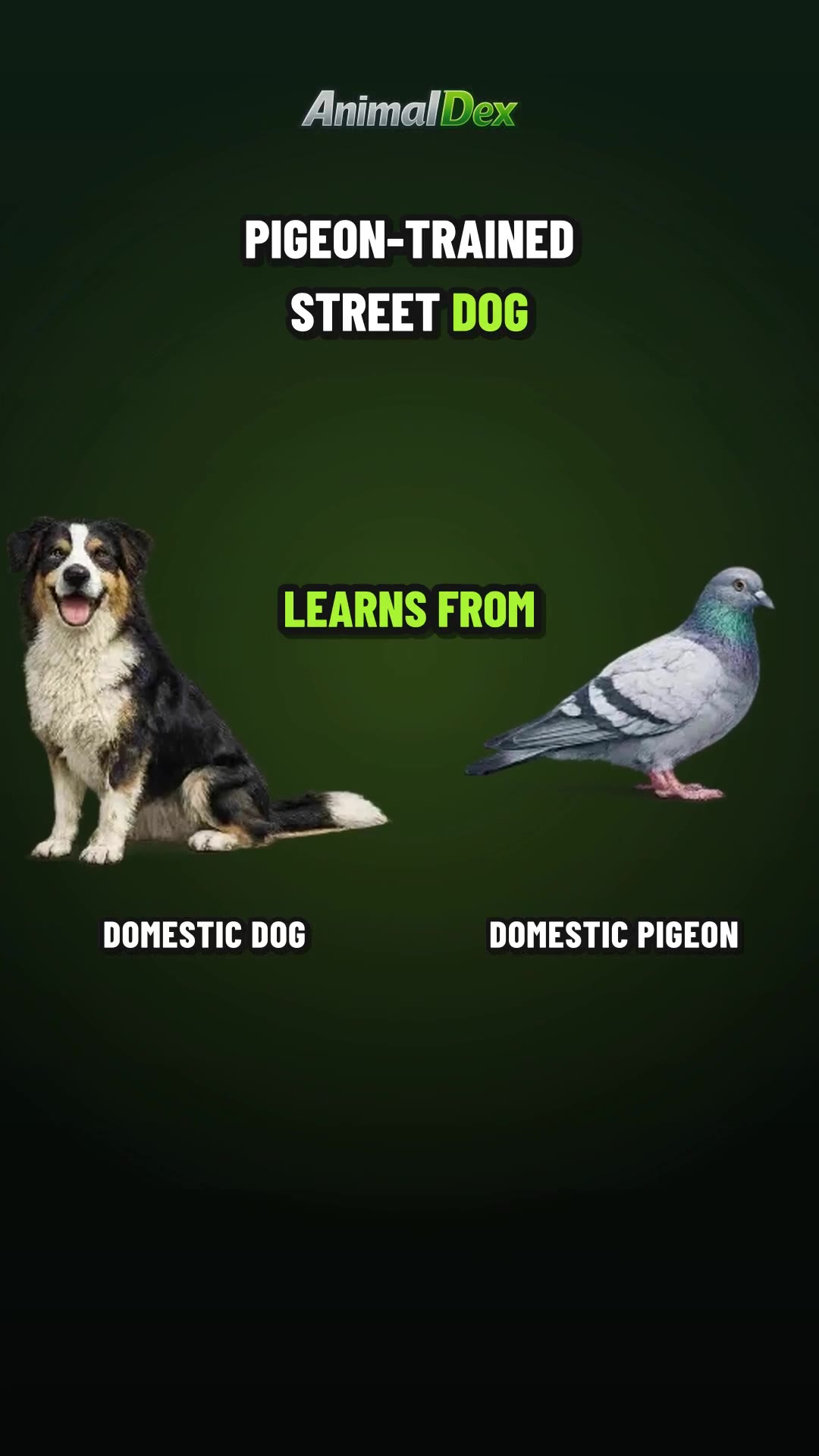 The Dog That Learned the City From Pigeons