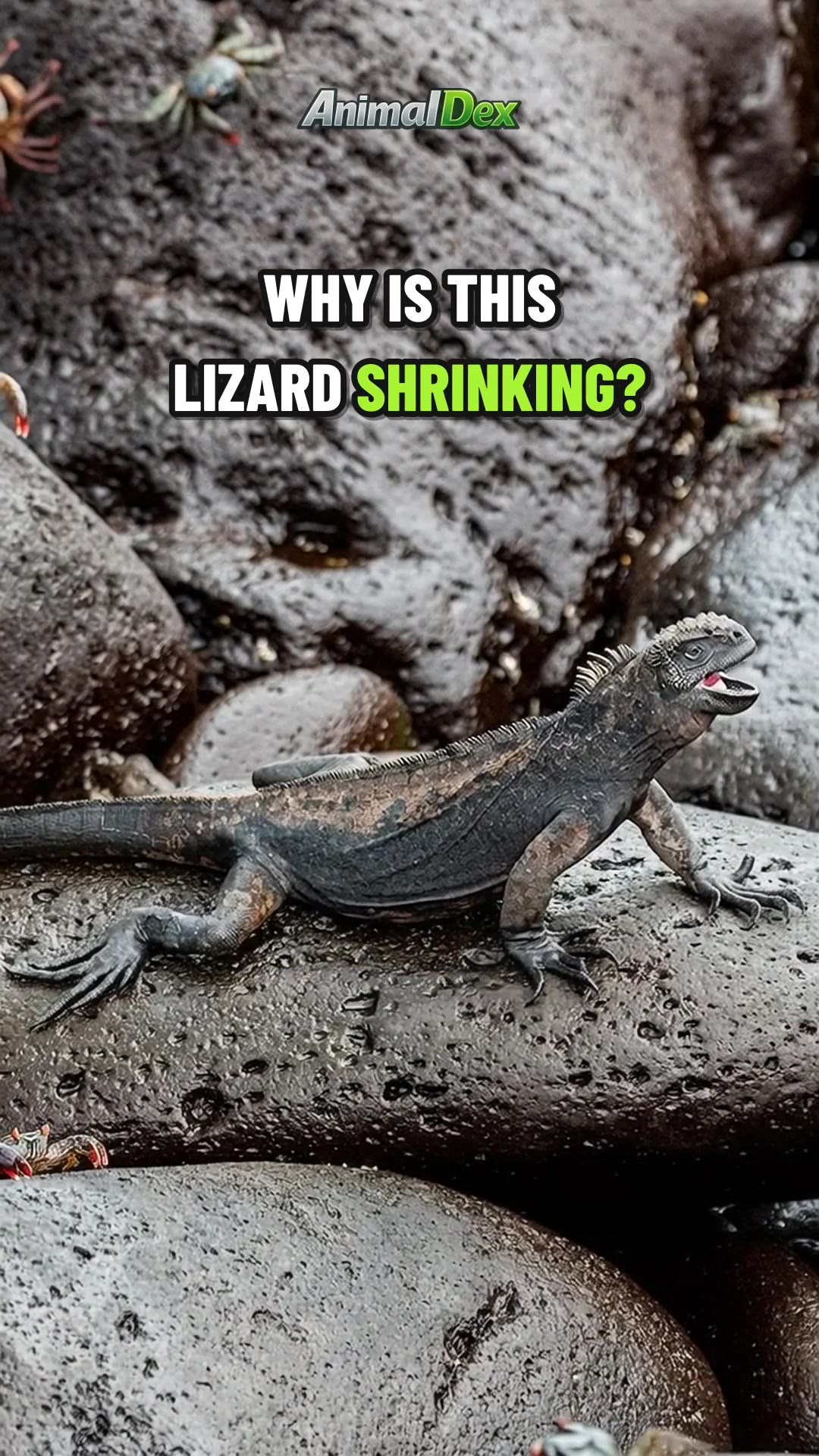 What Makes a Lizard Shrink Its Own Skeleton?