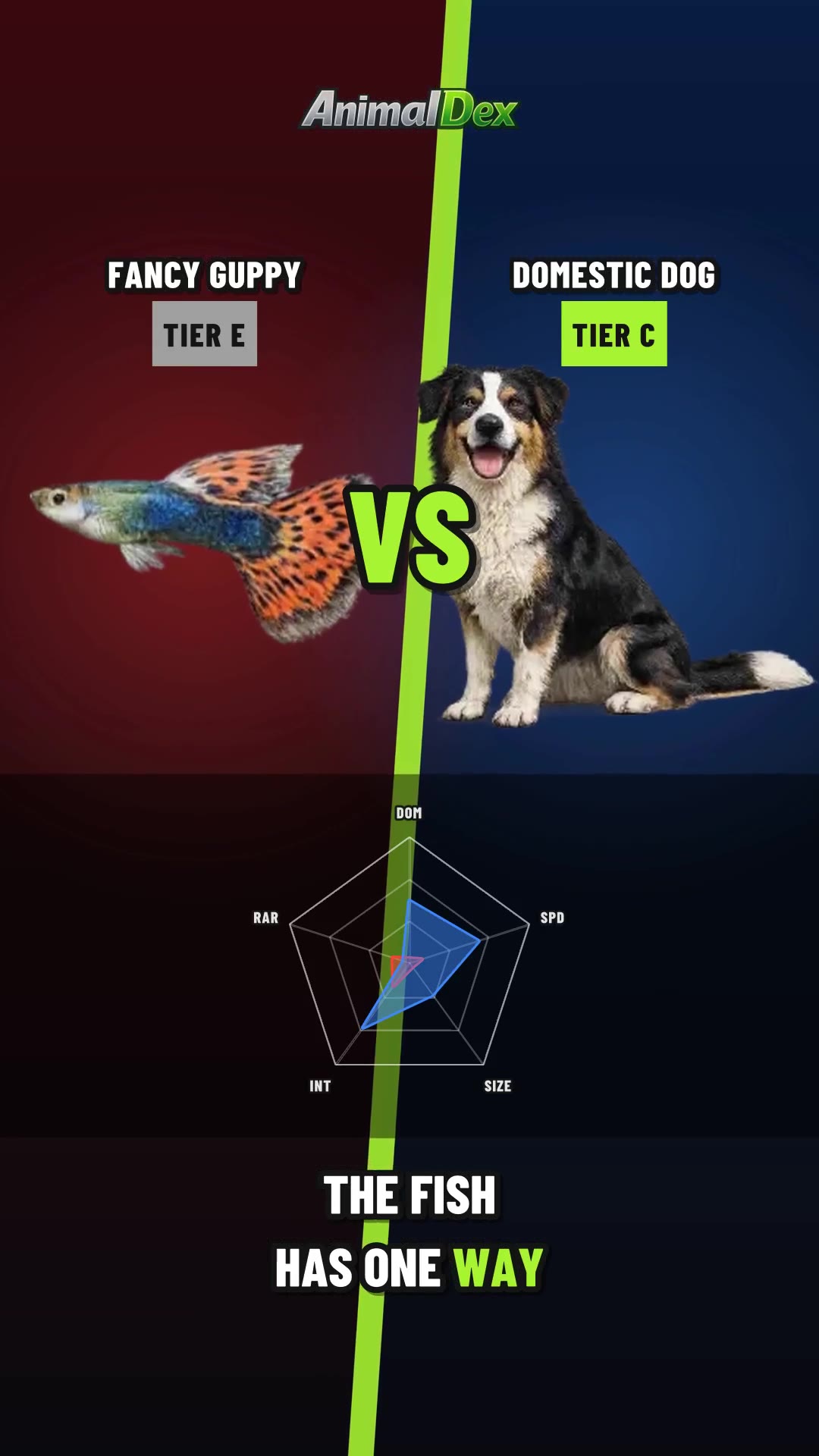 Fancy Guppy vs Domestic Dog: The One Fight the Dog Loses