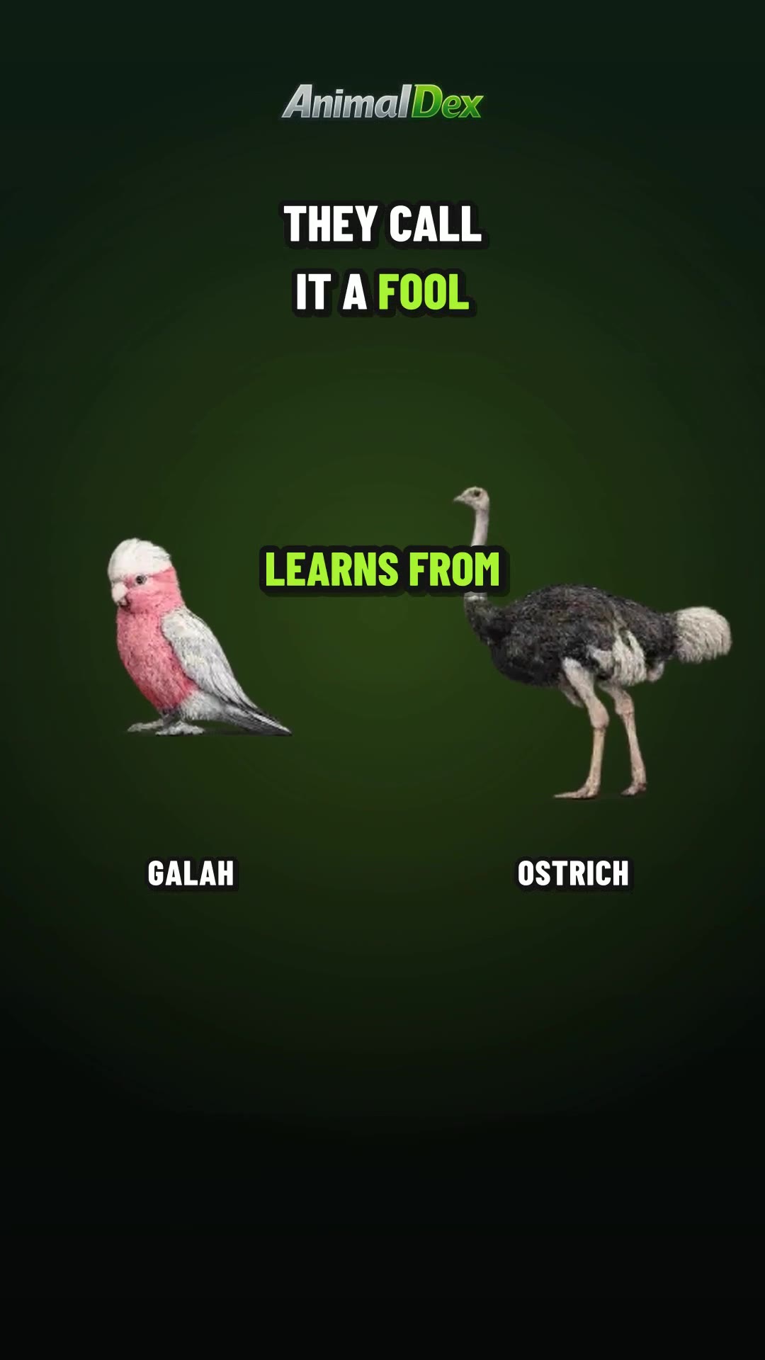 The 'Fool' Bird That Learned From a Giant