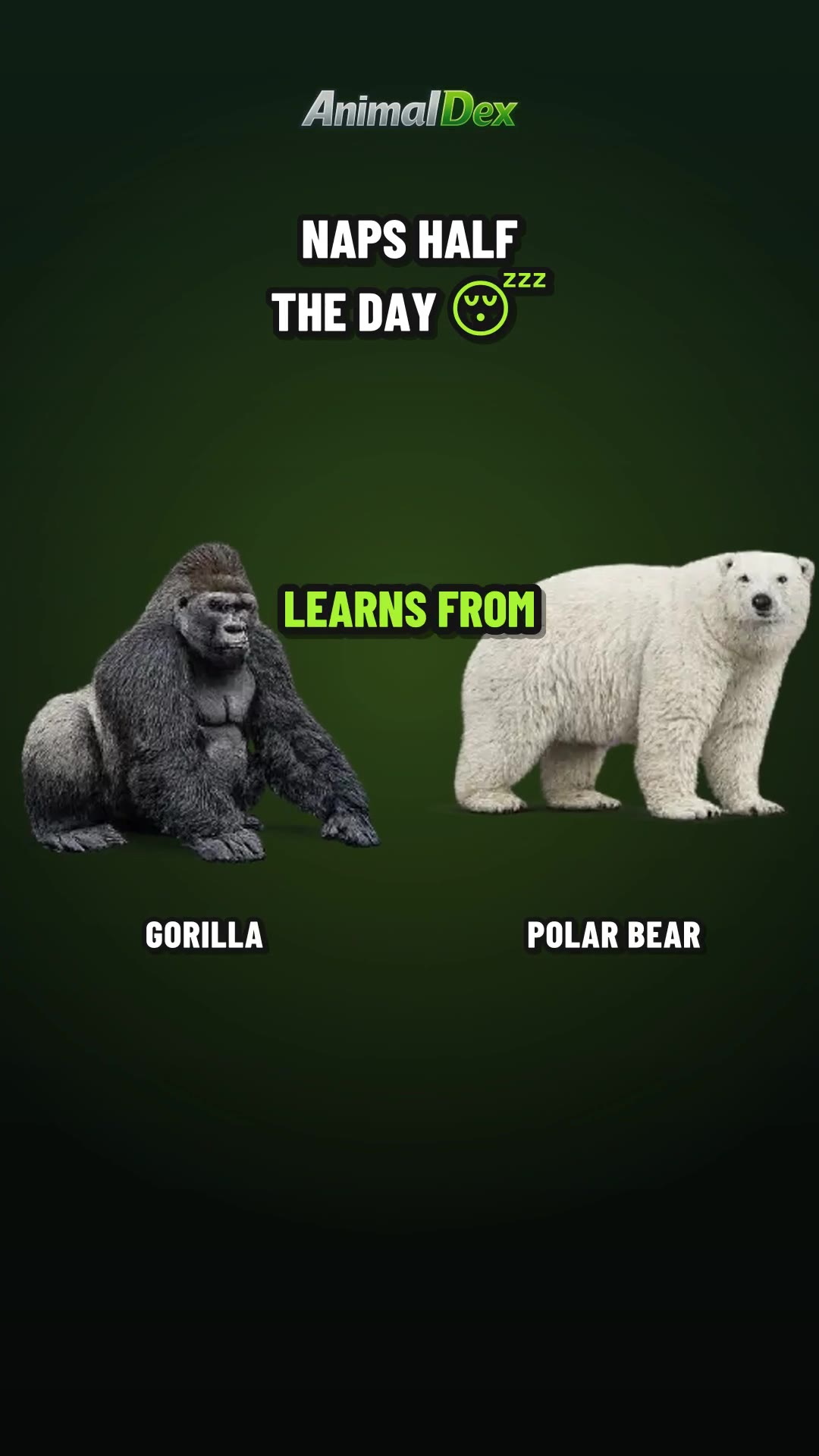 This Gorilla Naps Half the Day (and He's the Boss)