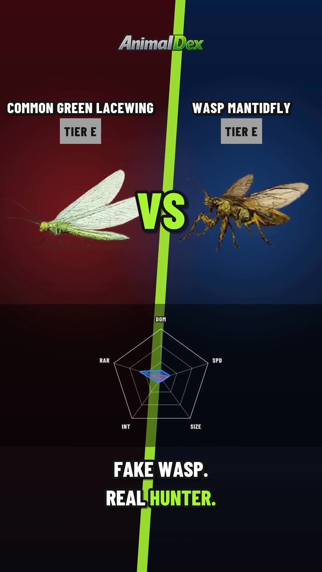 Green Lacewing vs Wasp Mantidfly: The Fake Wasp Strikes