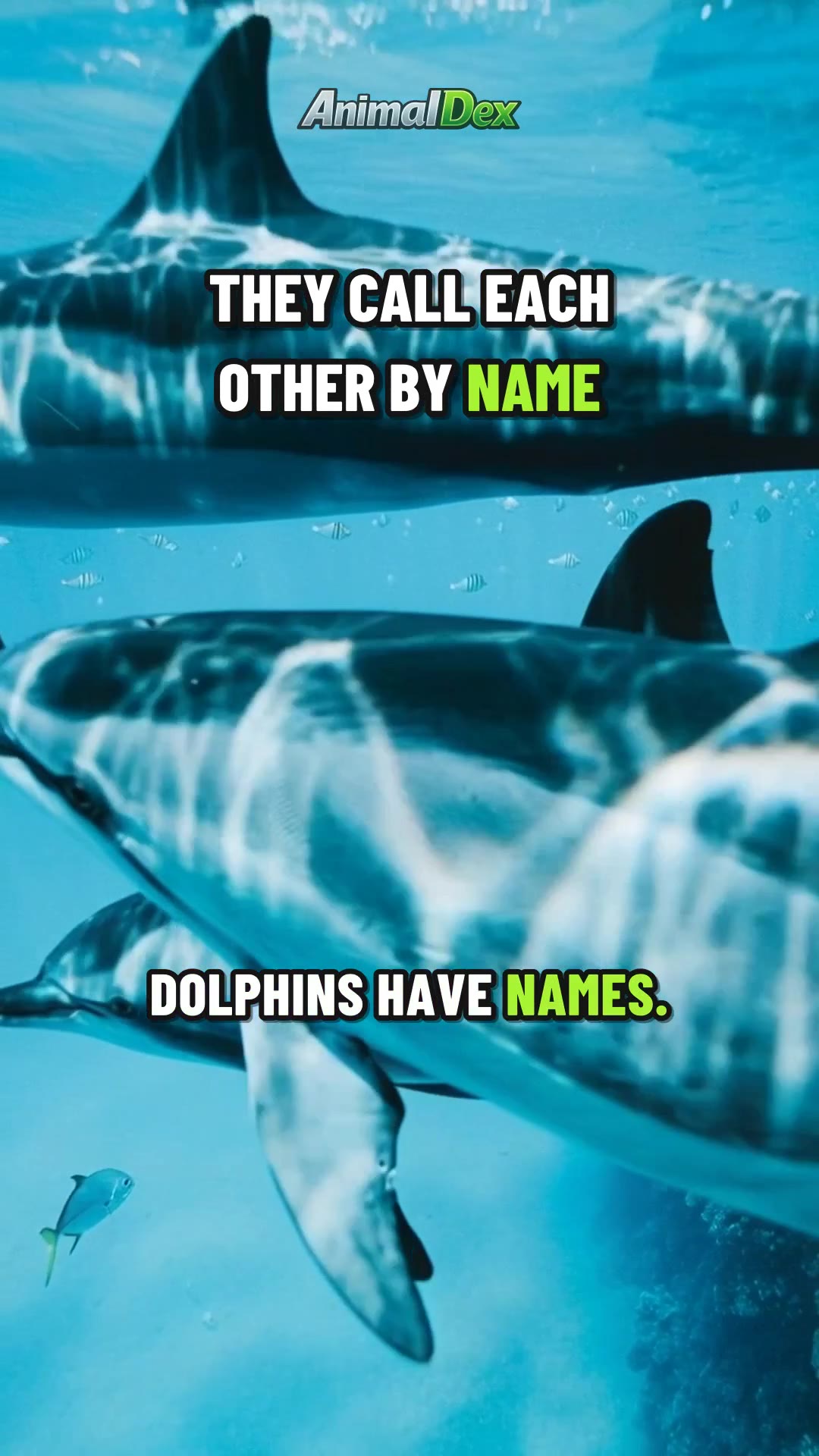 Dolphins Have Names