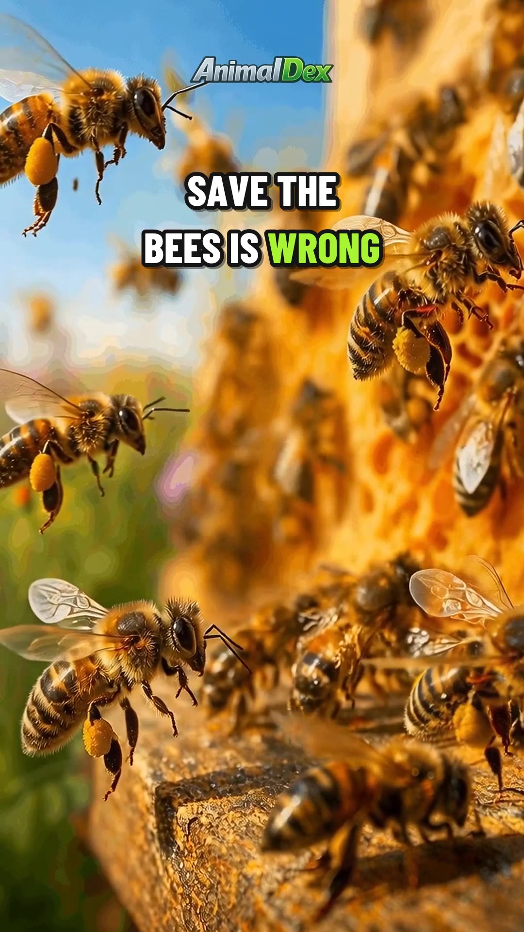 Honey Bees Aren't Endangered. Here's What Is.