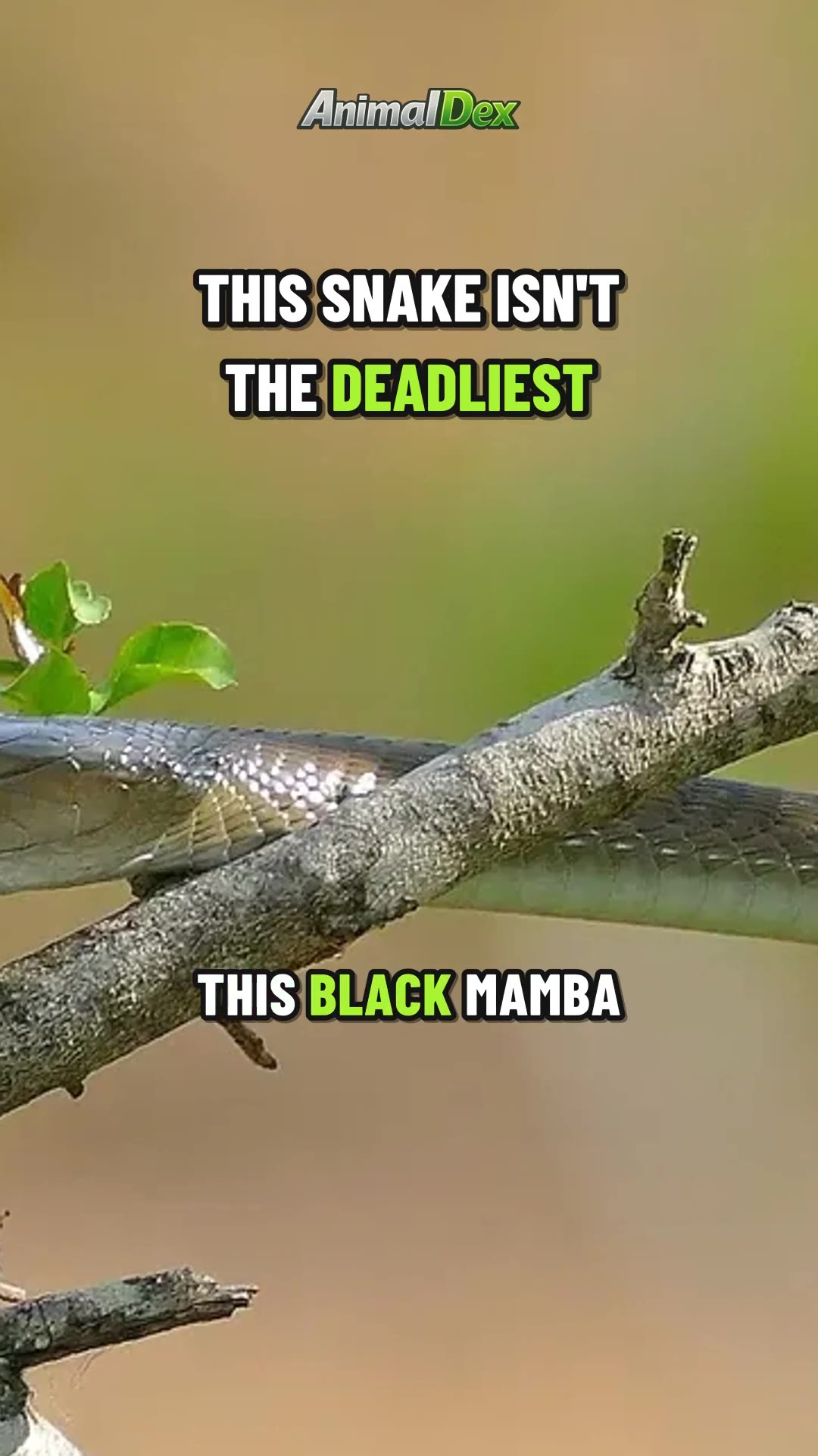 This Black Mamba Isn't the Deadliest Snake