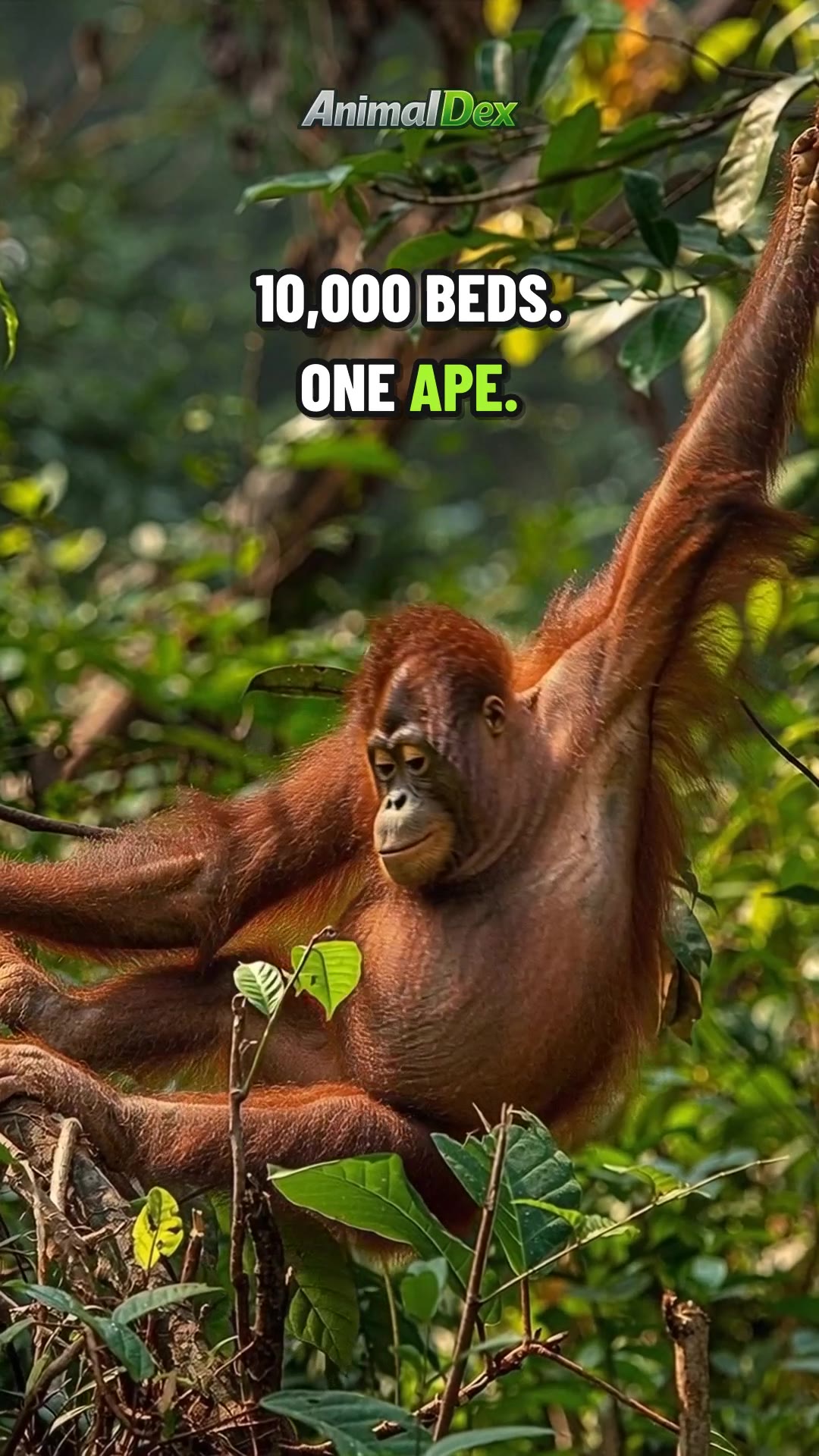 The Ape That Builds 10,000 Beds