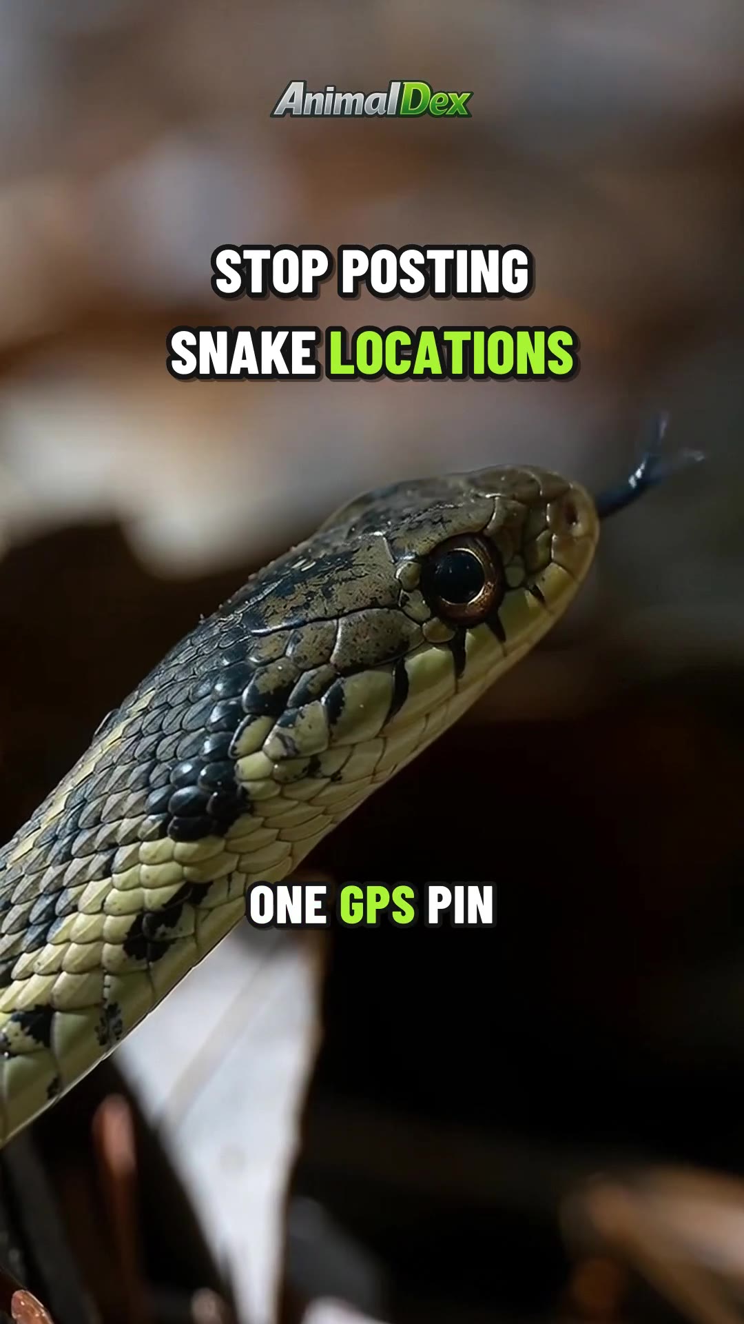 One GPS Pin Can Empty a Snake Den