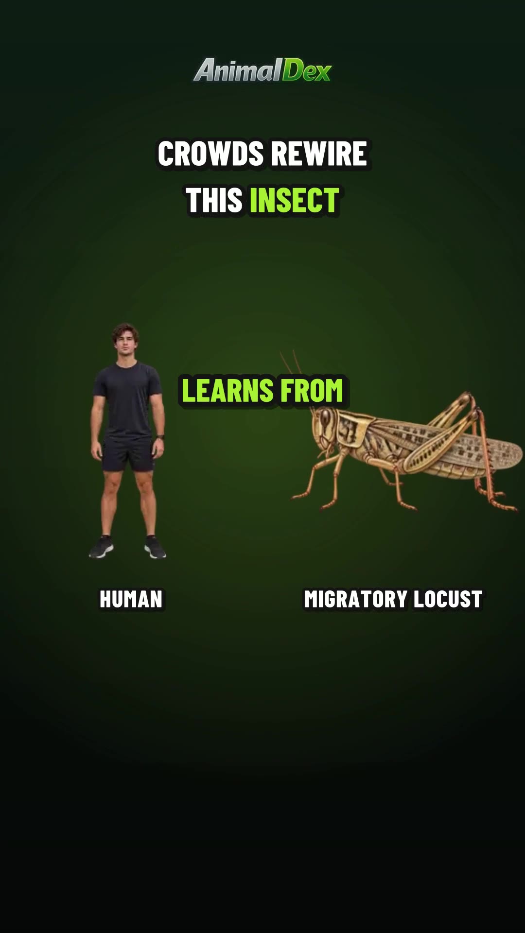 The Human Who Learned the Locust's Crowd Switch