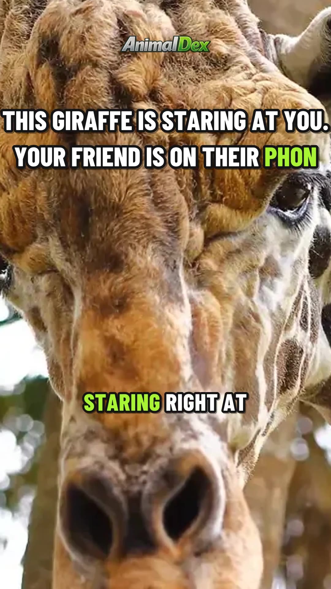 The Friend Who Misses the Giraffe