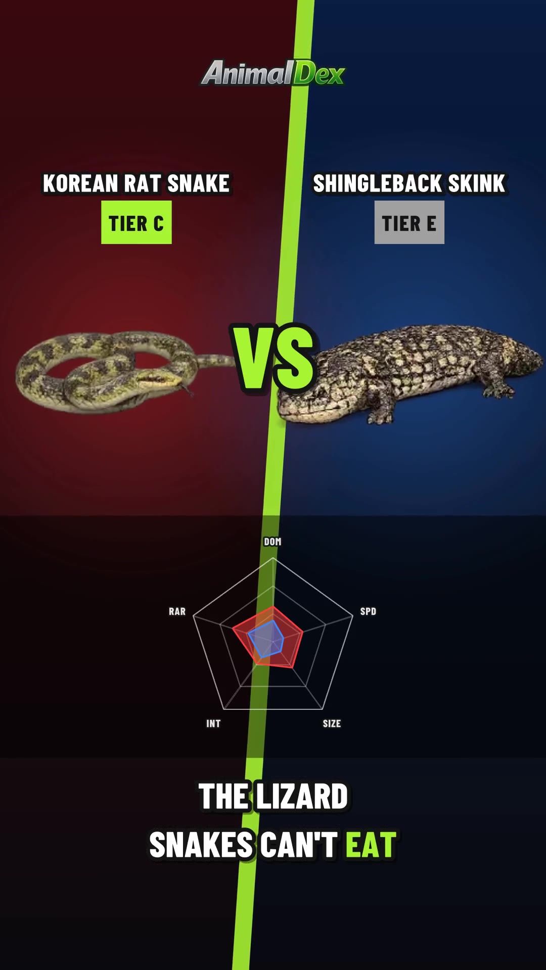 Korean Rat Snake vs Shingleback Skink: Coils vs Armor