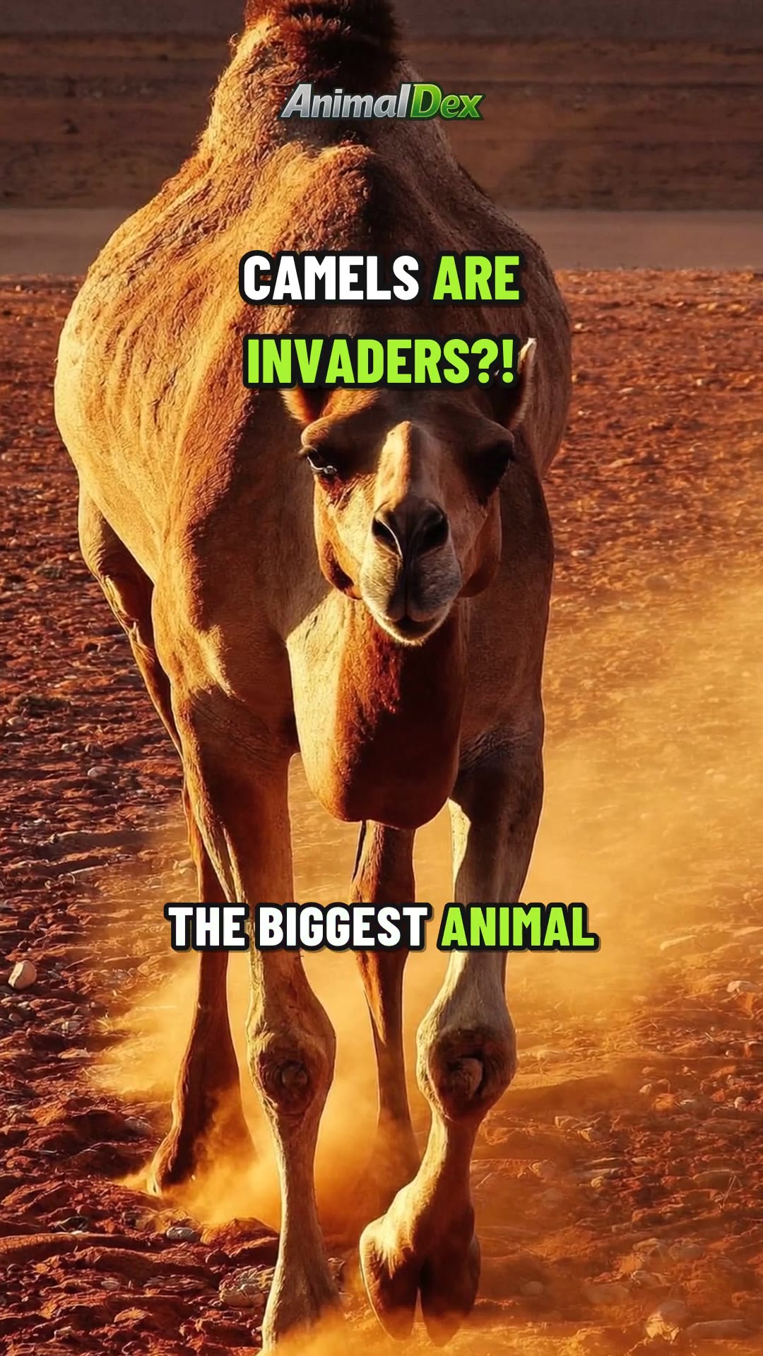 Top 5 Biggest Animal Pests: Camels Beat Rats