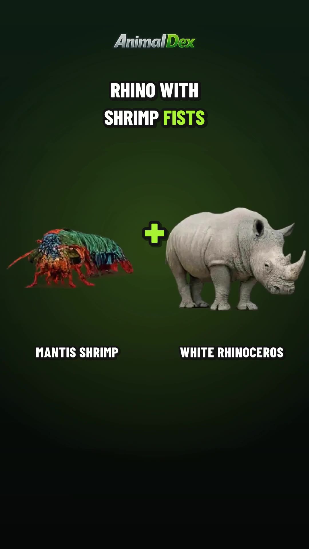 Hammerhorn Rhino: A Rhino With Mantis Shrimp Fists