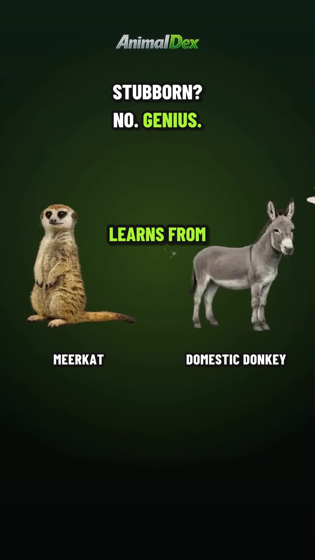 Donkeys Aren't Stubborn — And This Meerkat Learned Why