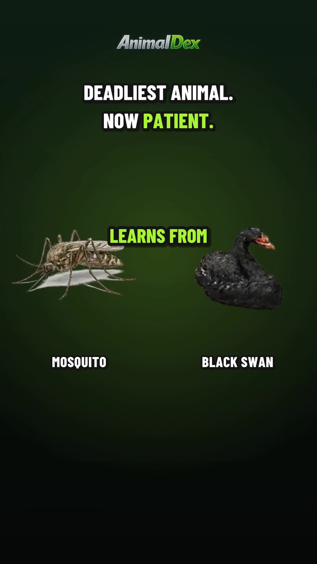 The Deadliest Animal on Earth Learns Calm Focus