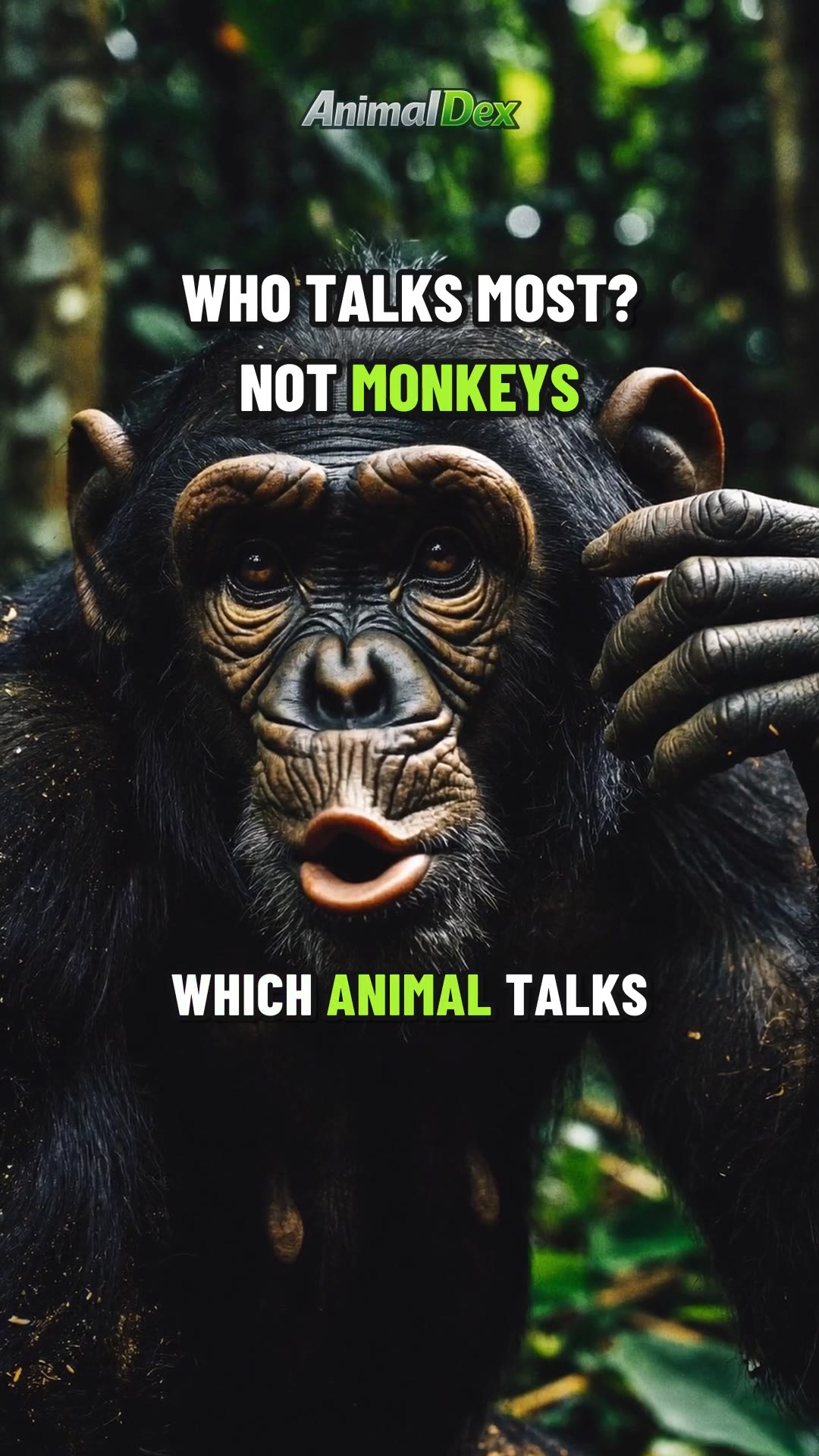 Which Animal Talks the Most? Top 5 Countdown