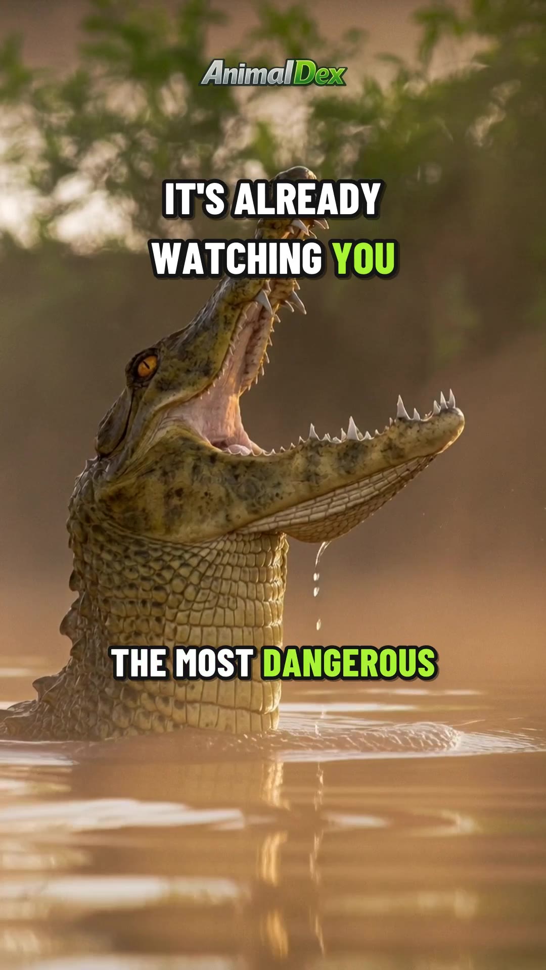 Top 5 Most Dangerous Animals: Number One Just Waits