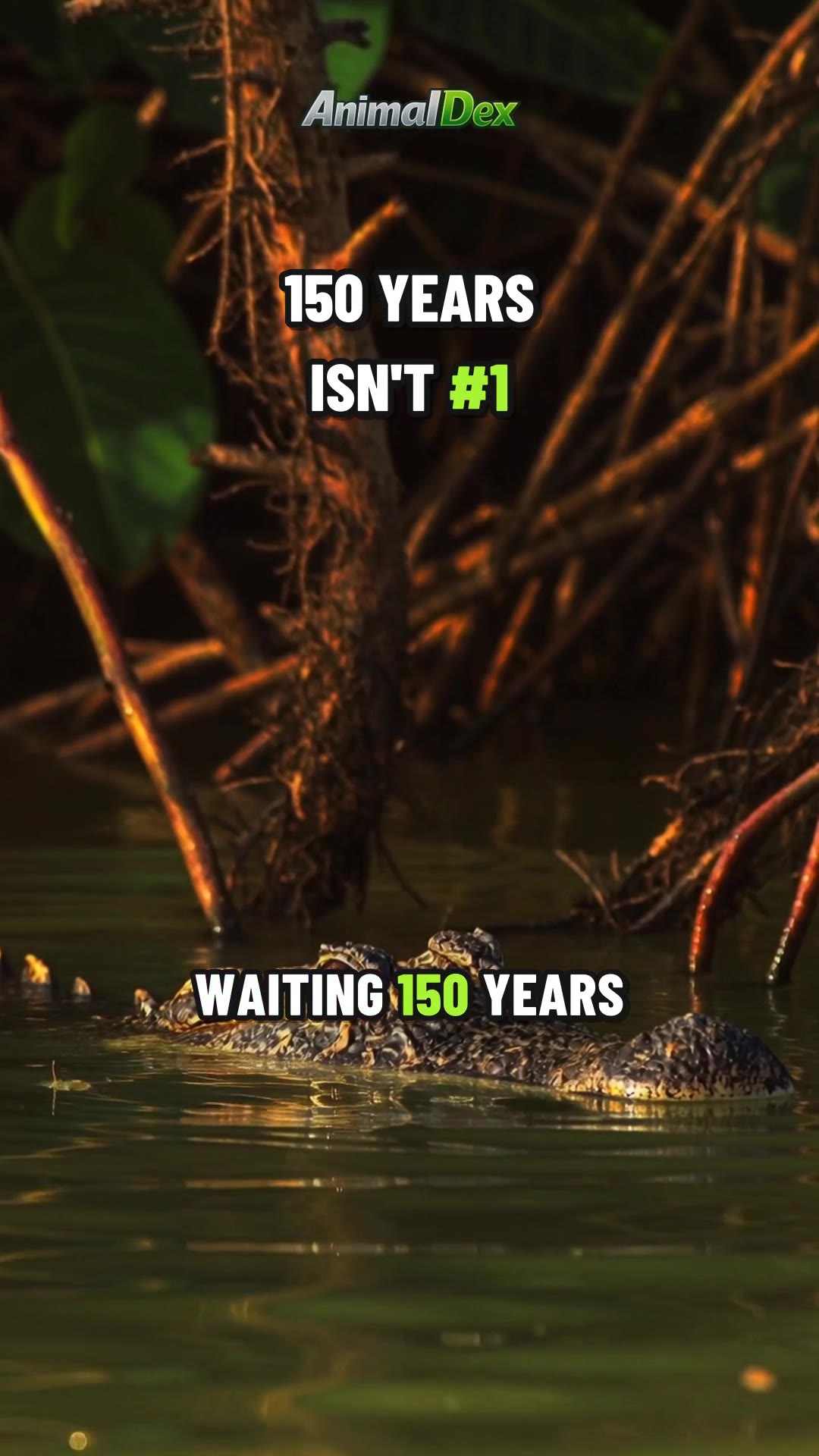 Most Patient Animals: Top 5 Countdown