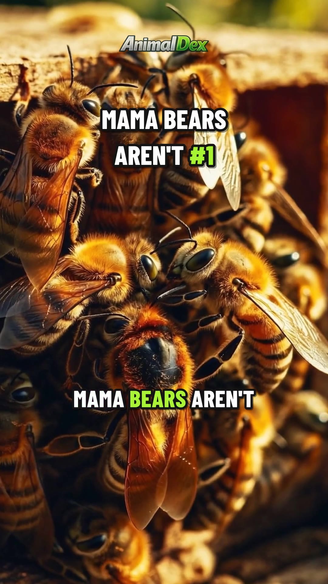 Mama Bears Aren't the Toughest Parents