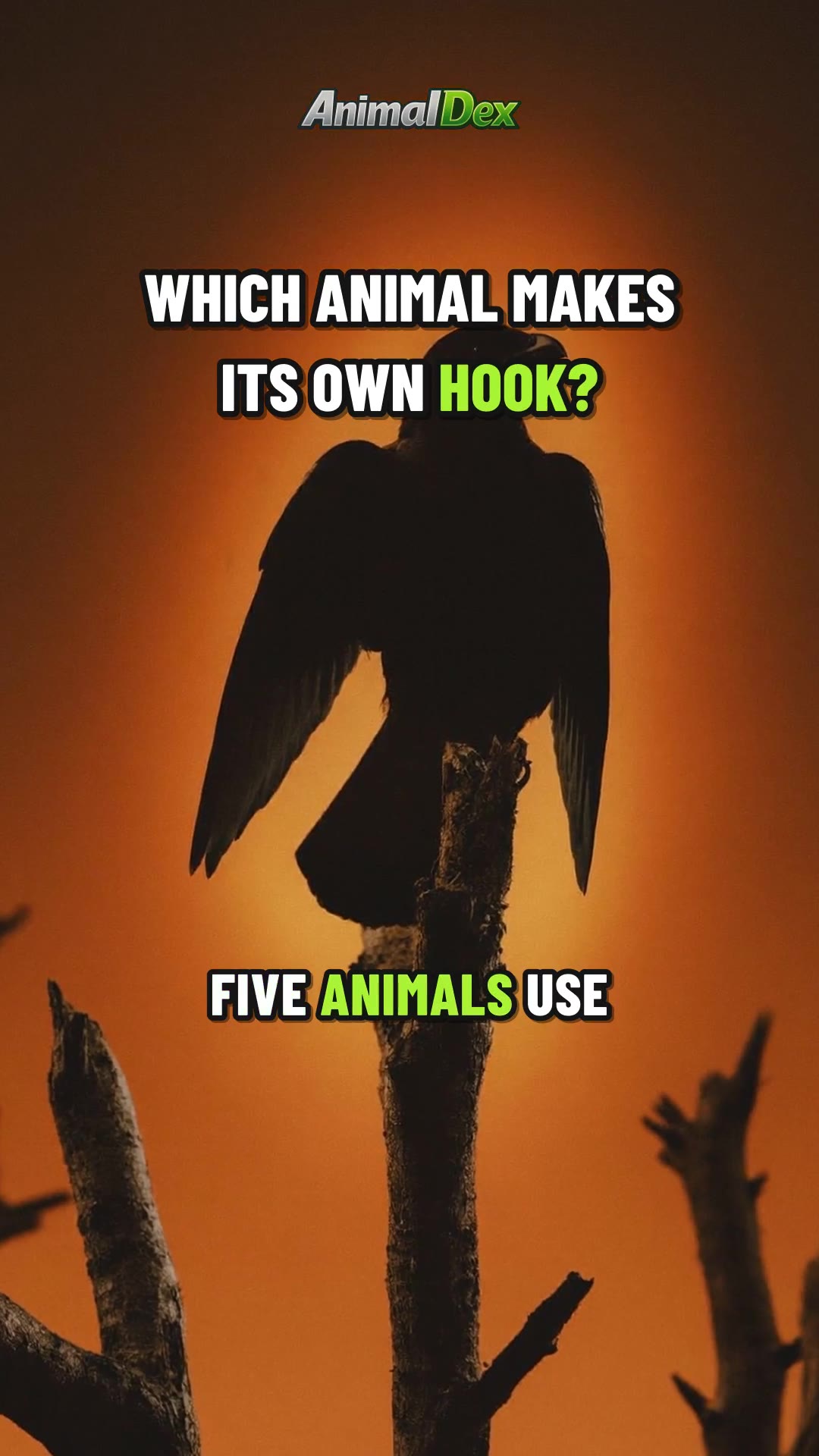 Which Animal Makes Its Own Hook? Top 5 Clever Food-Finders