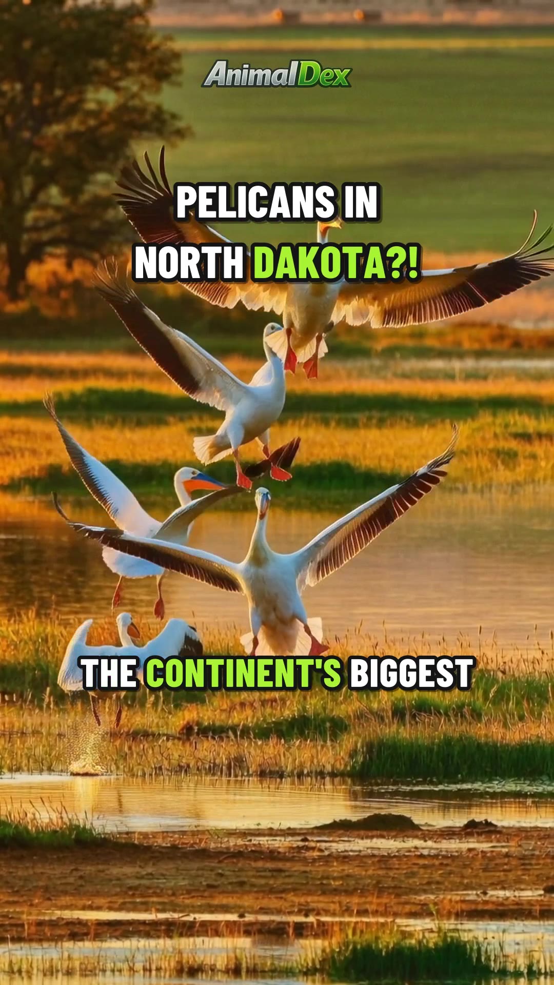 Animals in North Dakota: What You Can Actually See
