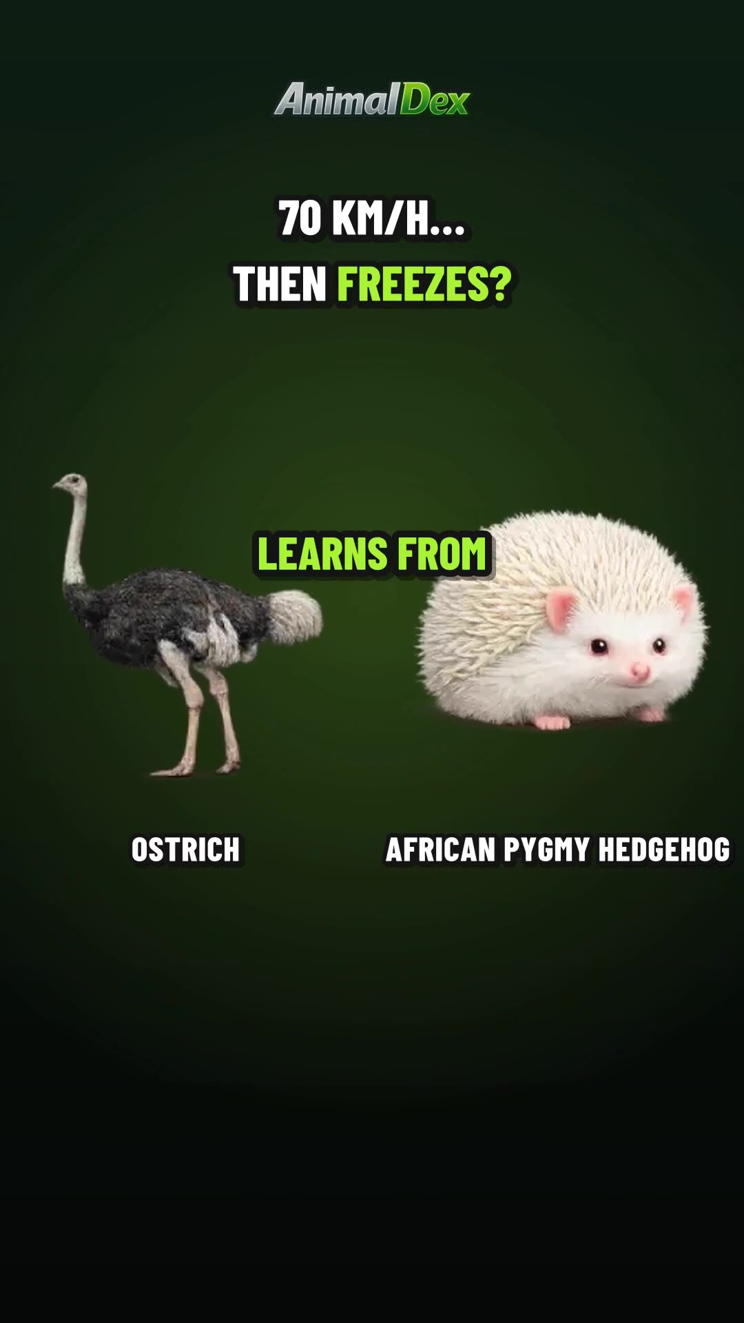 The Fastest Bird on Earth Learns to Stop