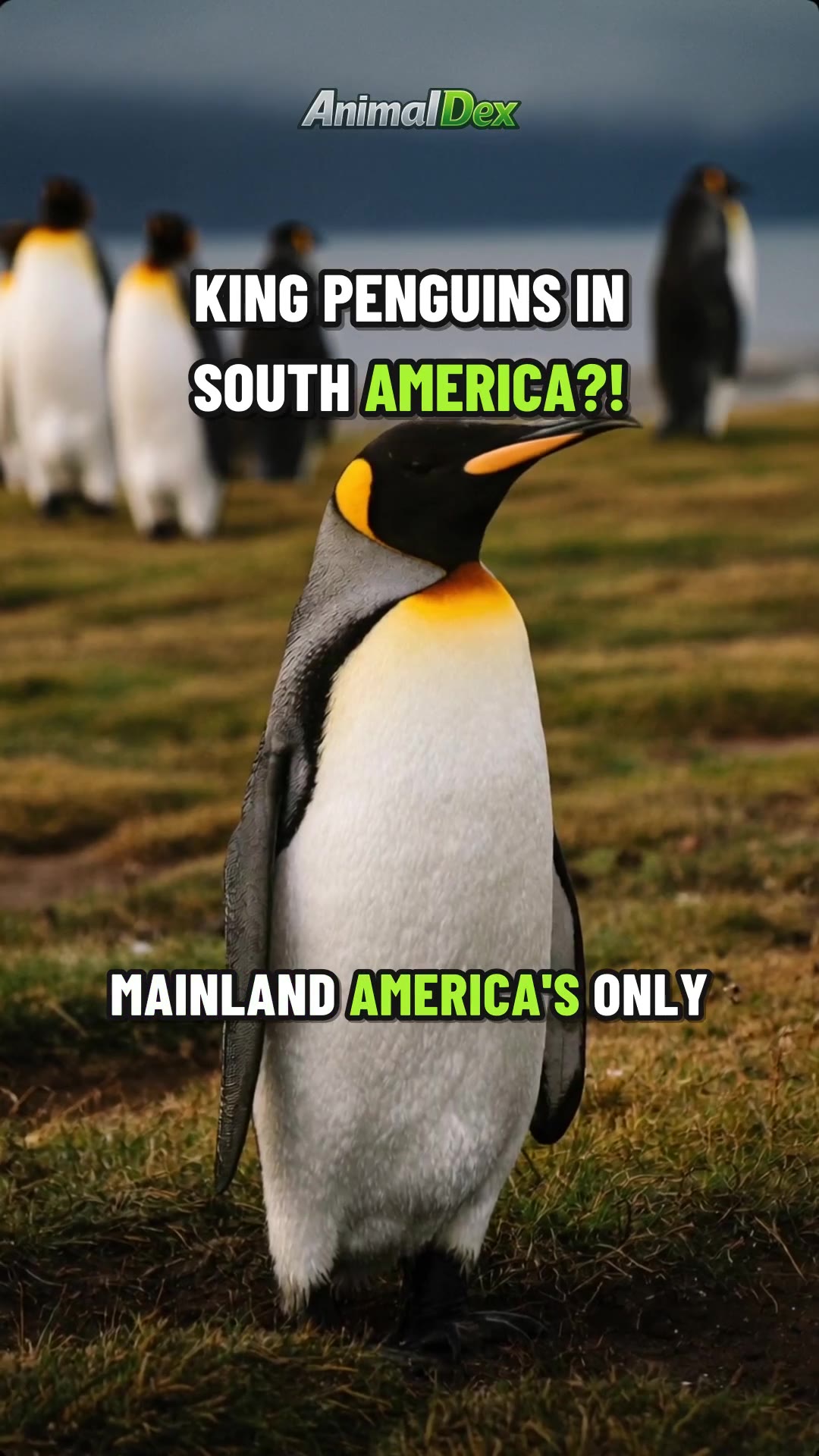 What You Can See in Patagonia: King Penguins, Pumas and Whales