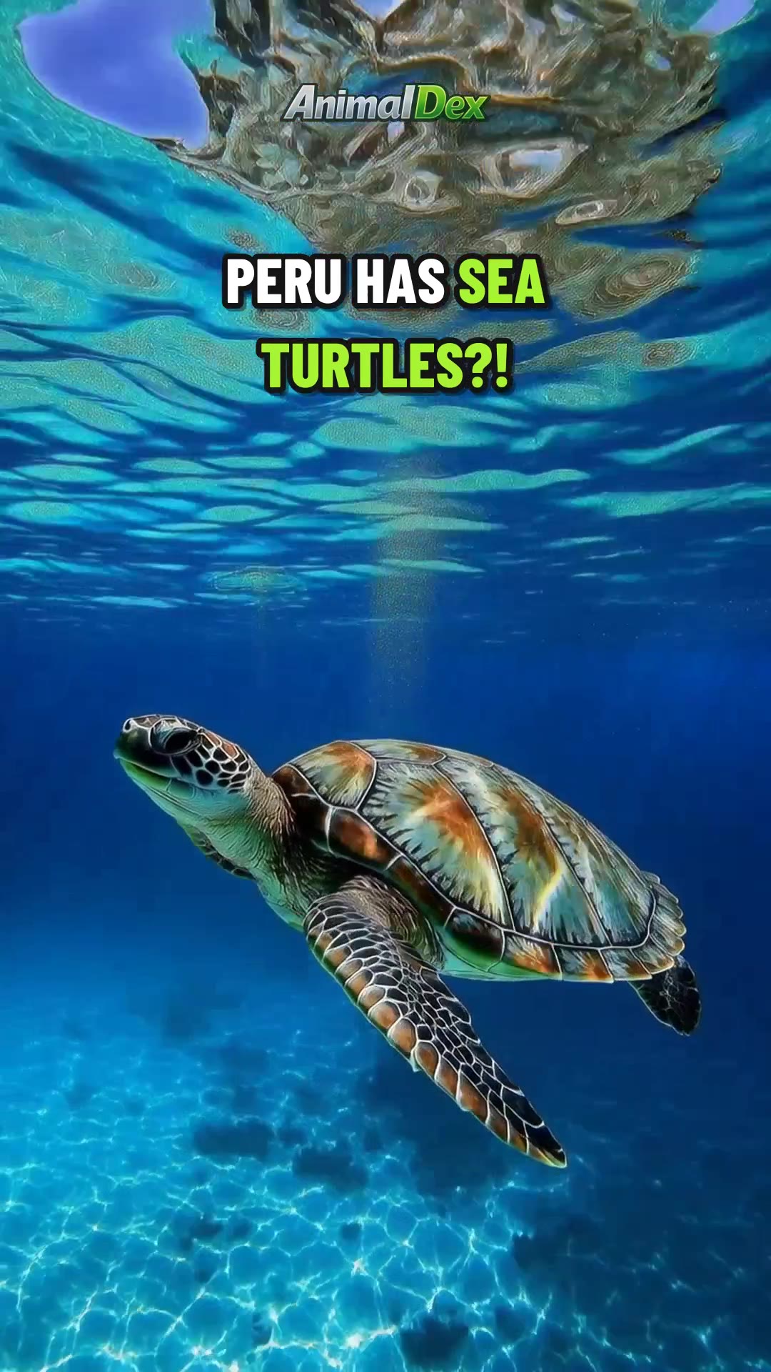 Forget the Jungle: Peru Has Sea Turtles