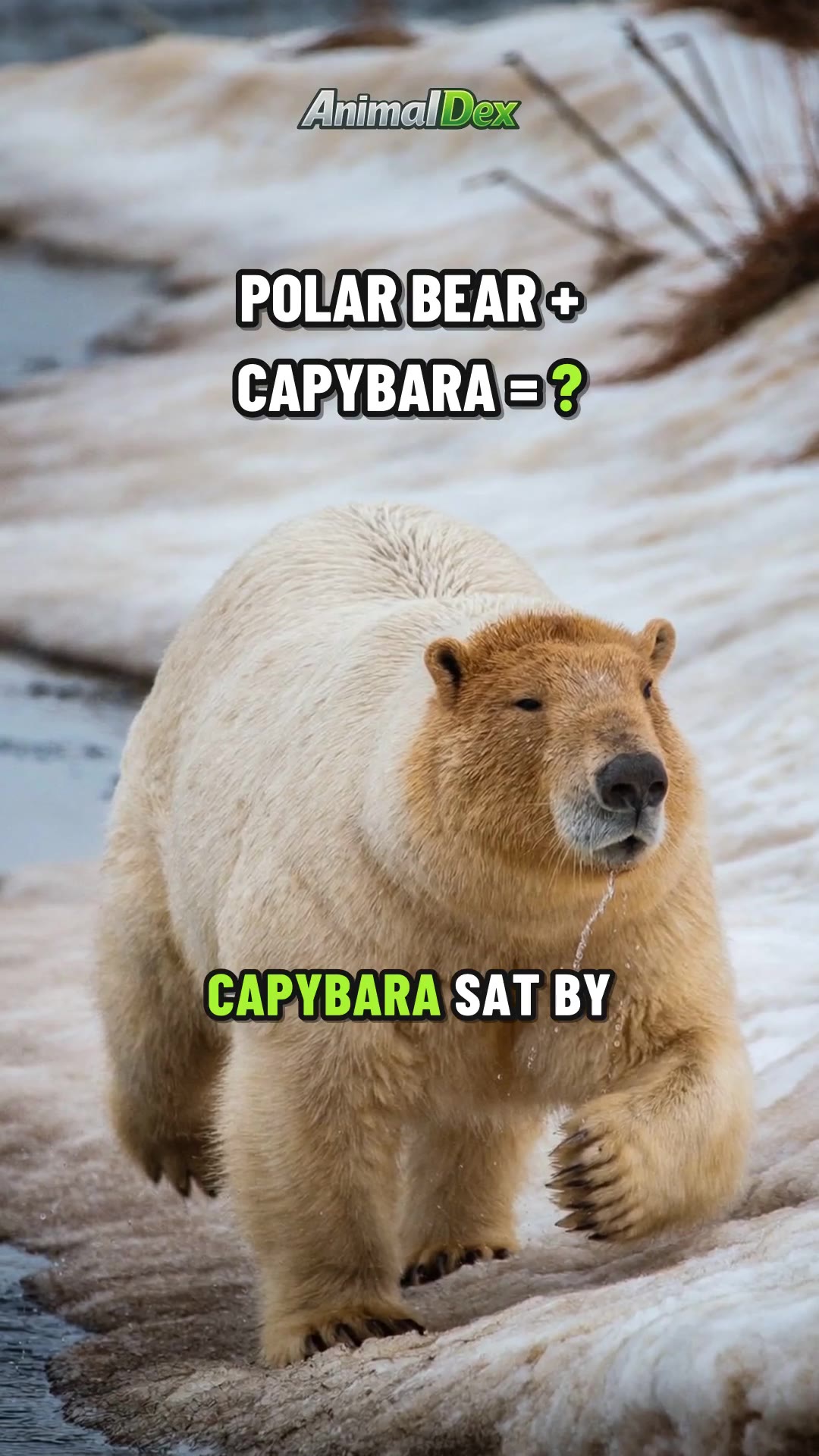 Polar Bear + Capybara: Hug or Hunt?