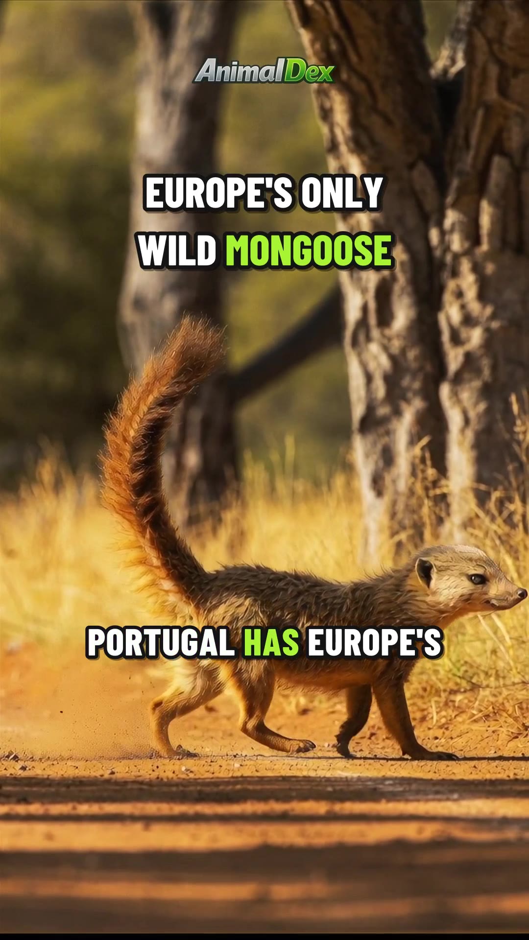 Animals in Portugal: Europe's Only Wild Mongoose and 6 More to Spot