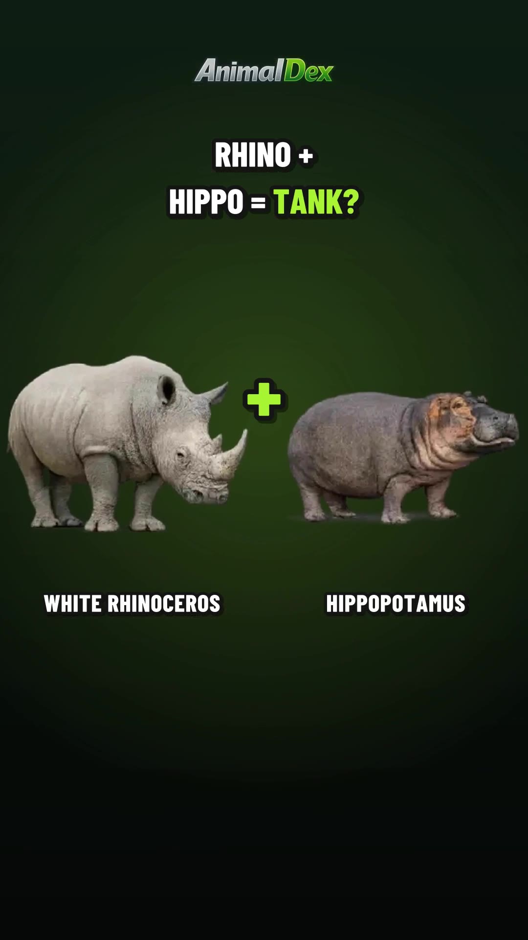 Rhino + Hippo: The River RhinoHippo