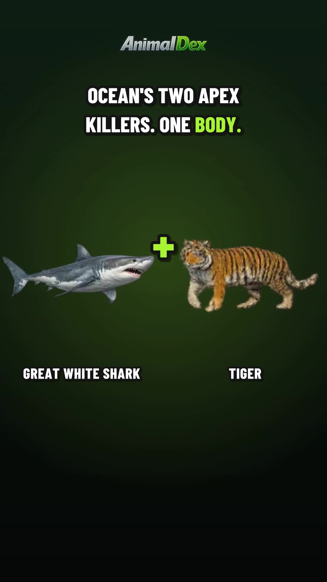 Reefstripe Hunter: When a Great White Meets a Tiger