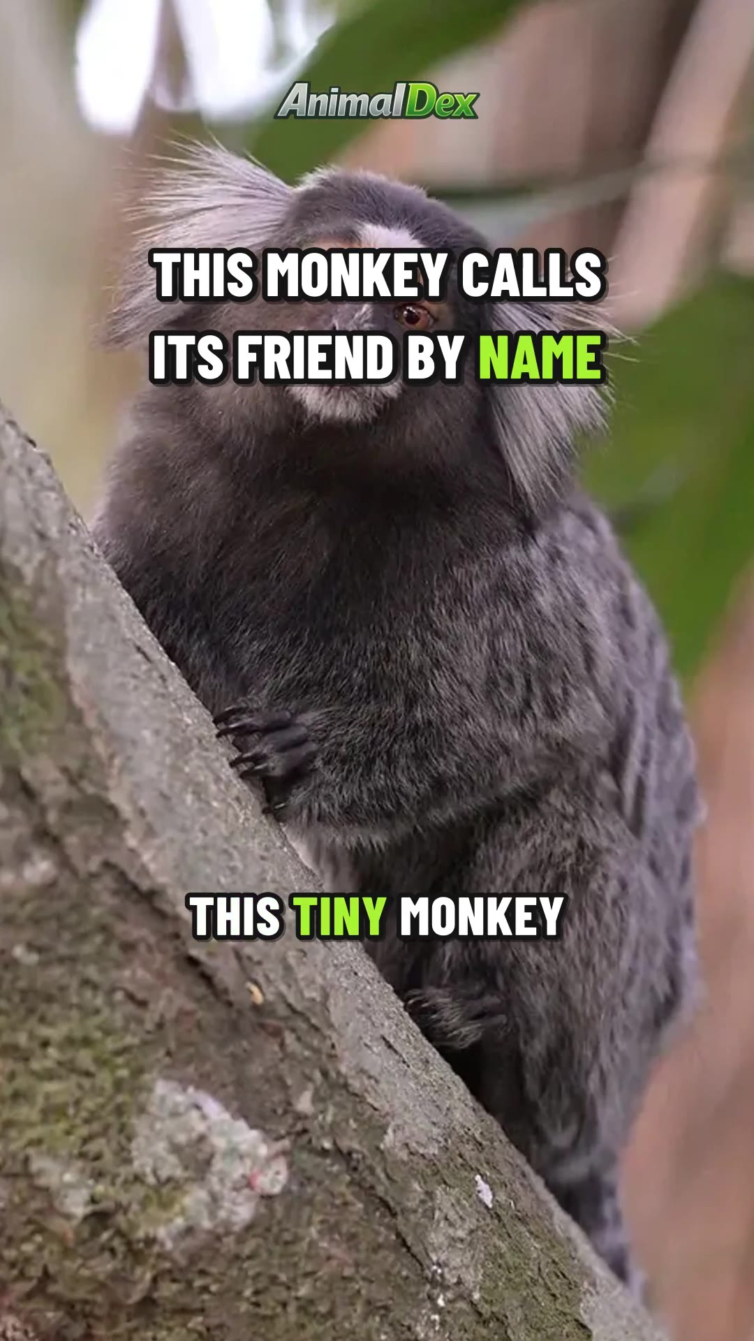 This Monkey Calls Its Friend by Name