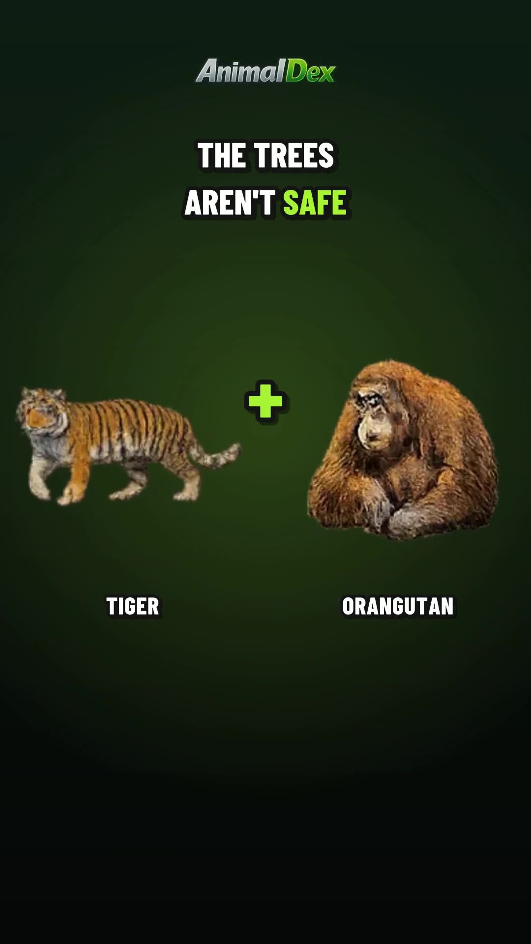 Sumatra's Top Hunter Merged With the Ape It Hunts