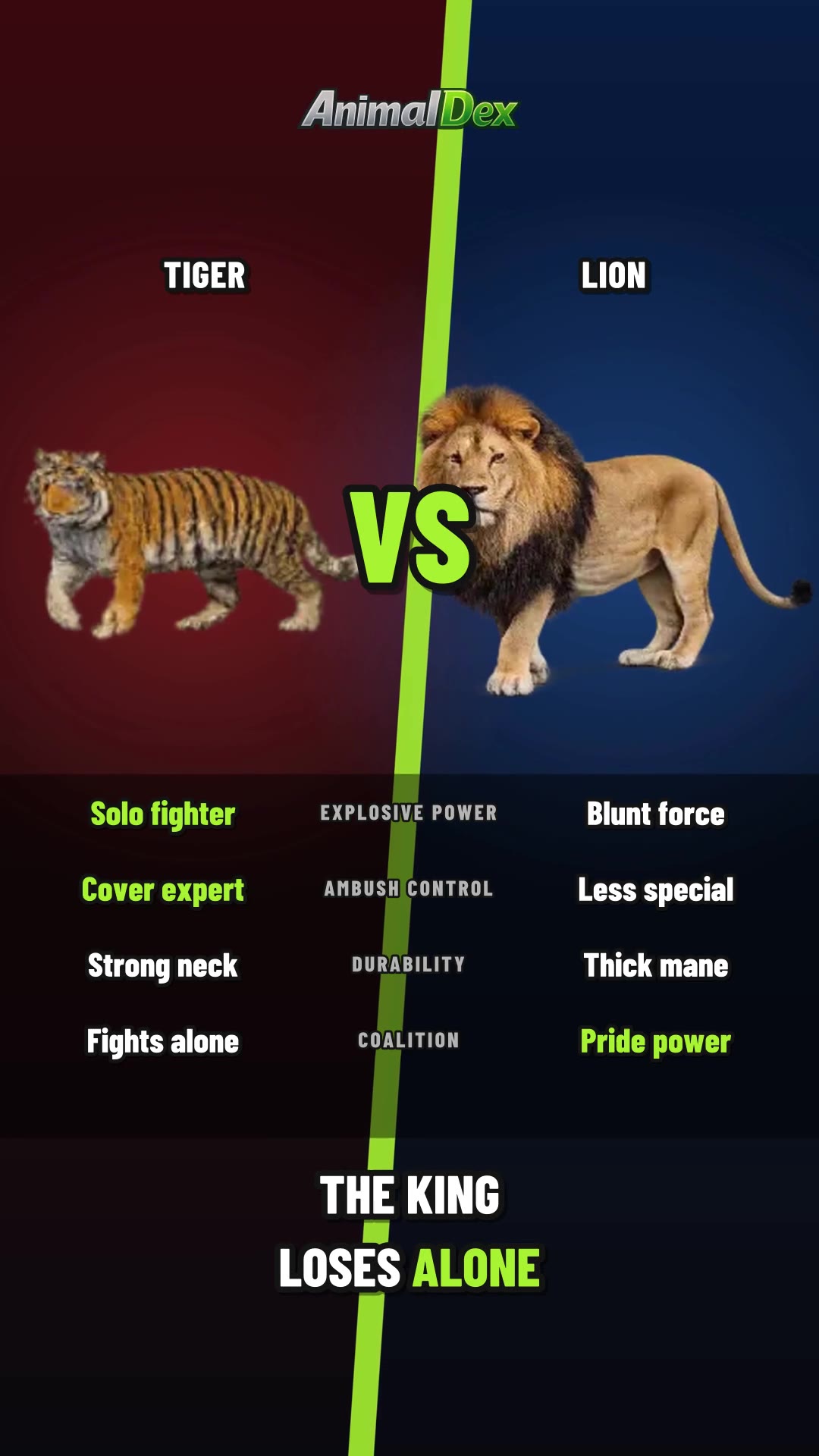 Tiger vs Lion: The King Loses His Crown